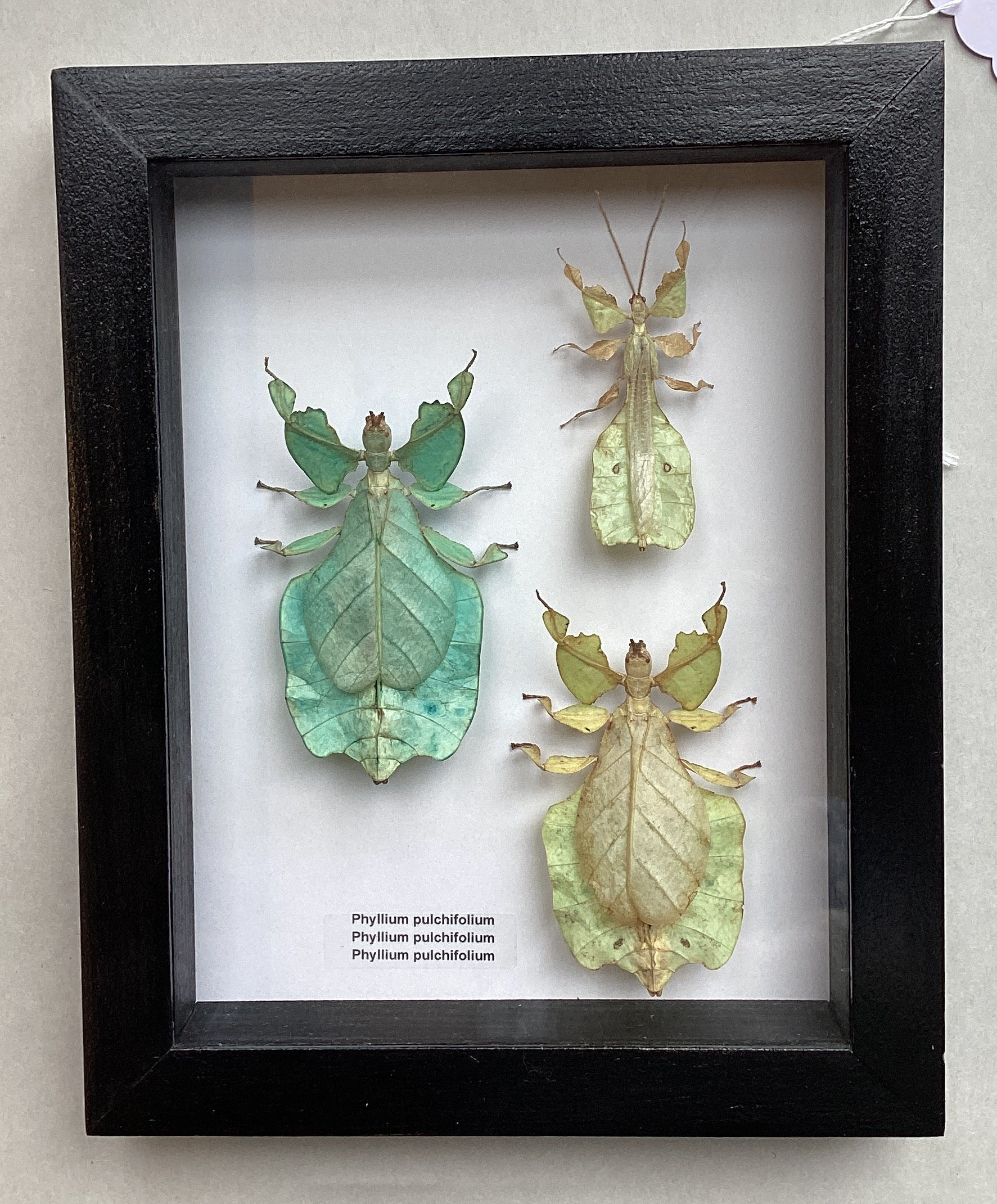 Leaf Insect Triple