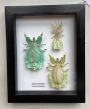 Leaf Insect Triple