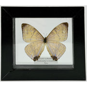 Solkowsky's Morpho