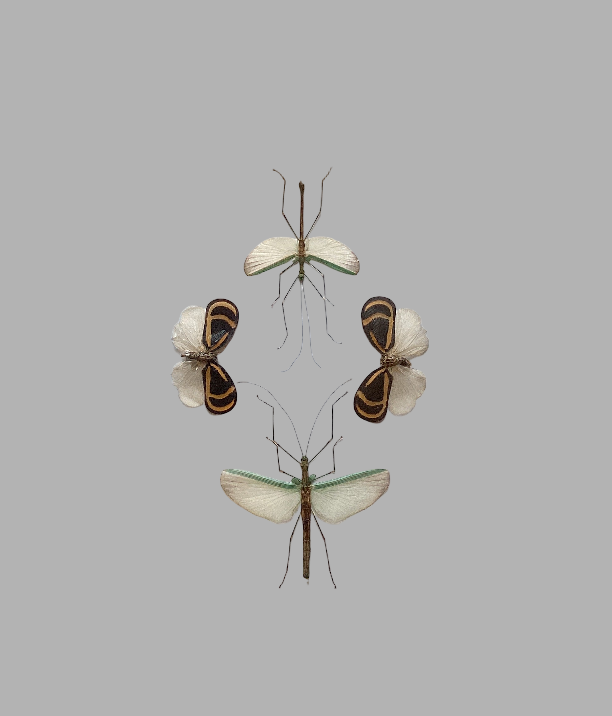 Walking Stick Lanternfly Collection