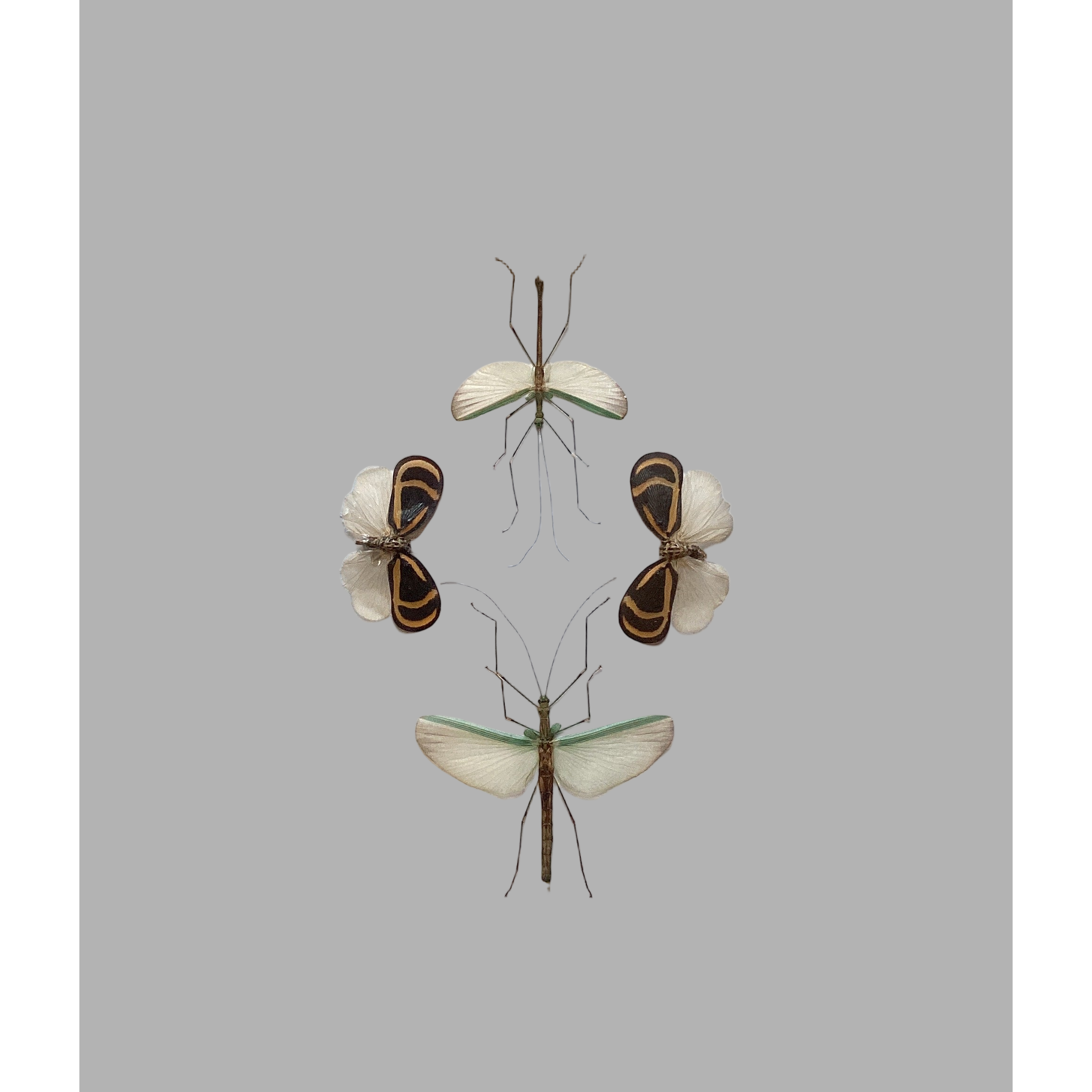 Walking Stick Lanternfly Collection