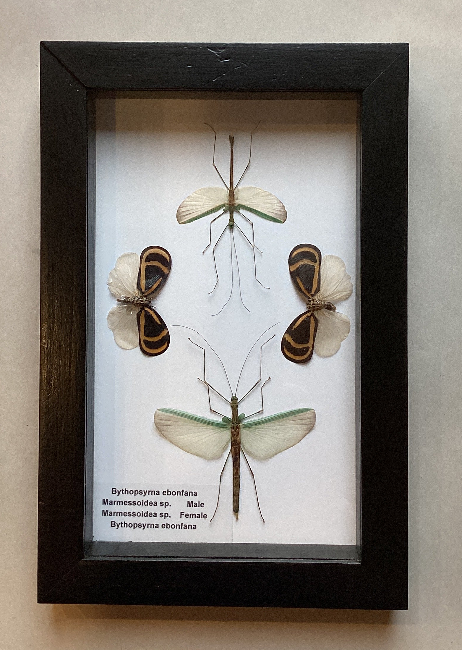 Walking Stick Lanternfly Collection