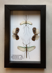 Walking Stick Lanternfly Collection