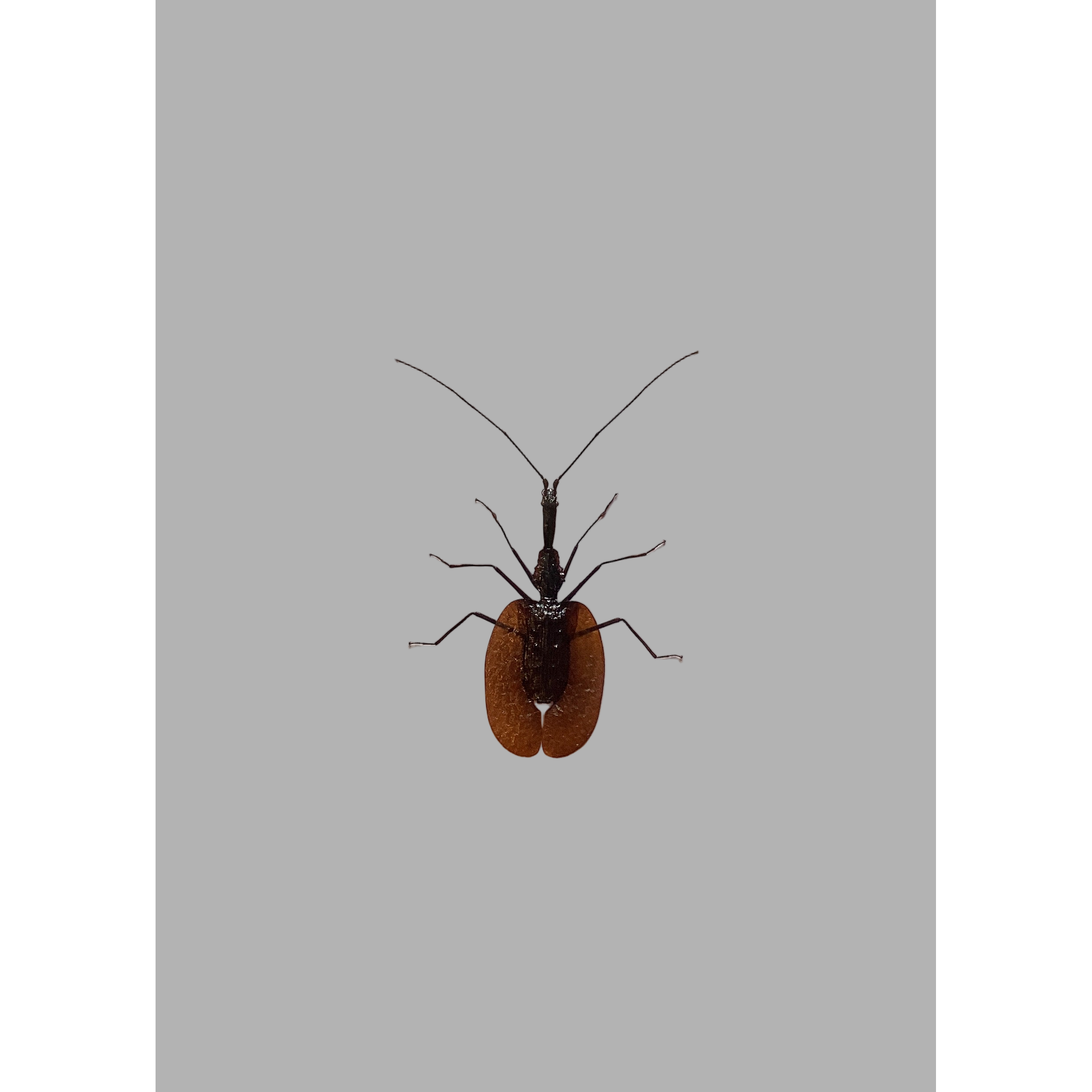 Violin Beetle