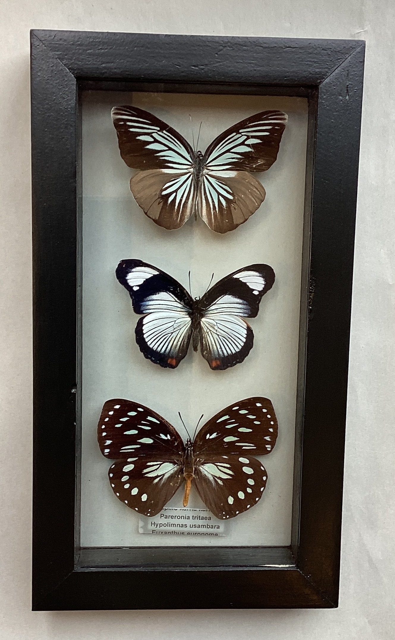 Med Butterfly Collection