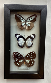 Med Butterfly Collection