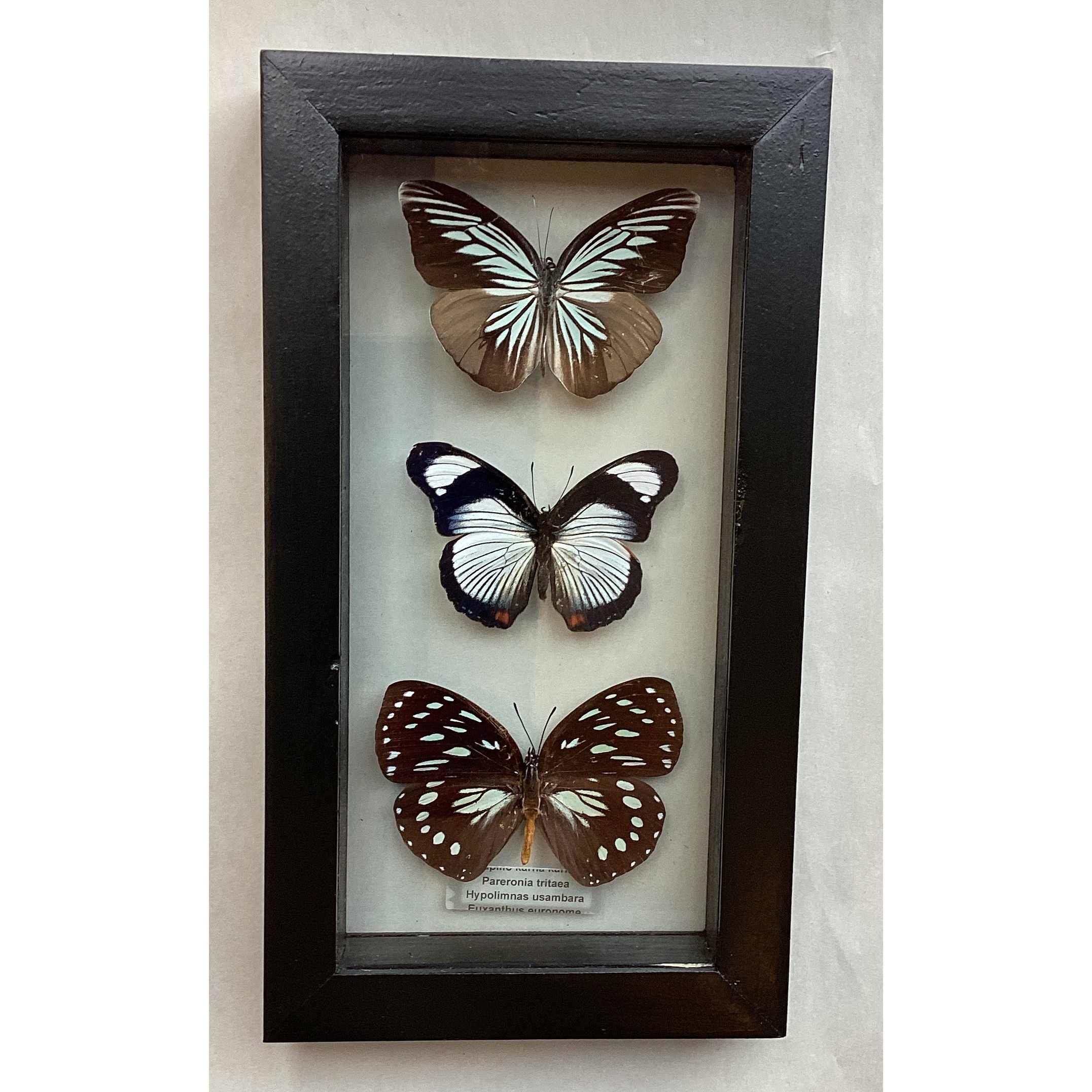 Med Butterfly Collection