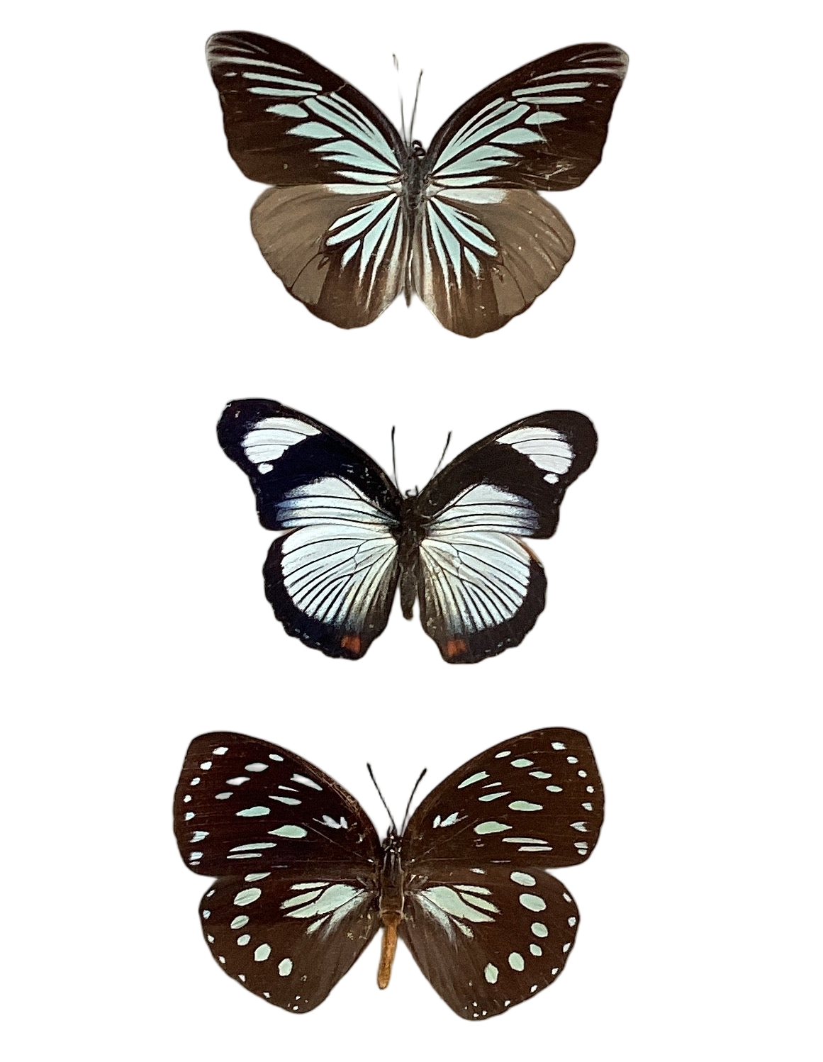 Med Butterfly Collection