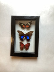 Triple butterfly Collection (s)