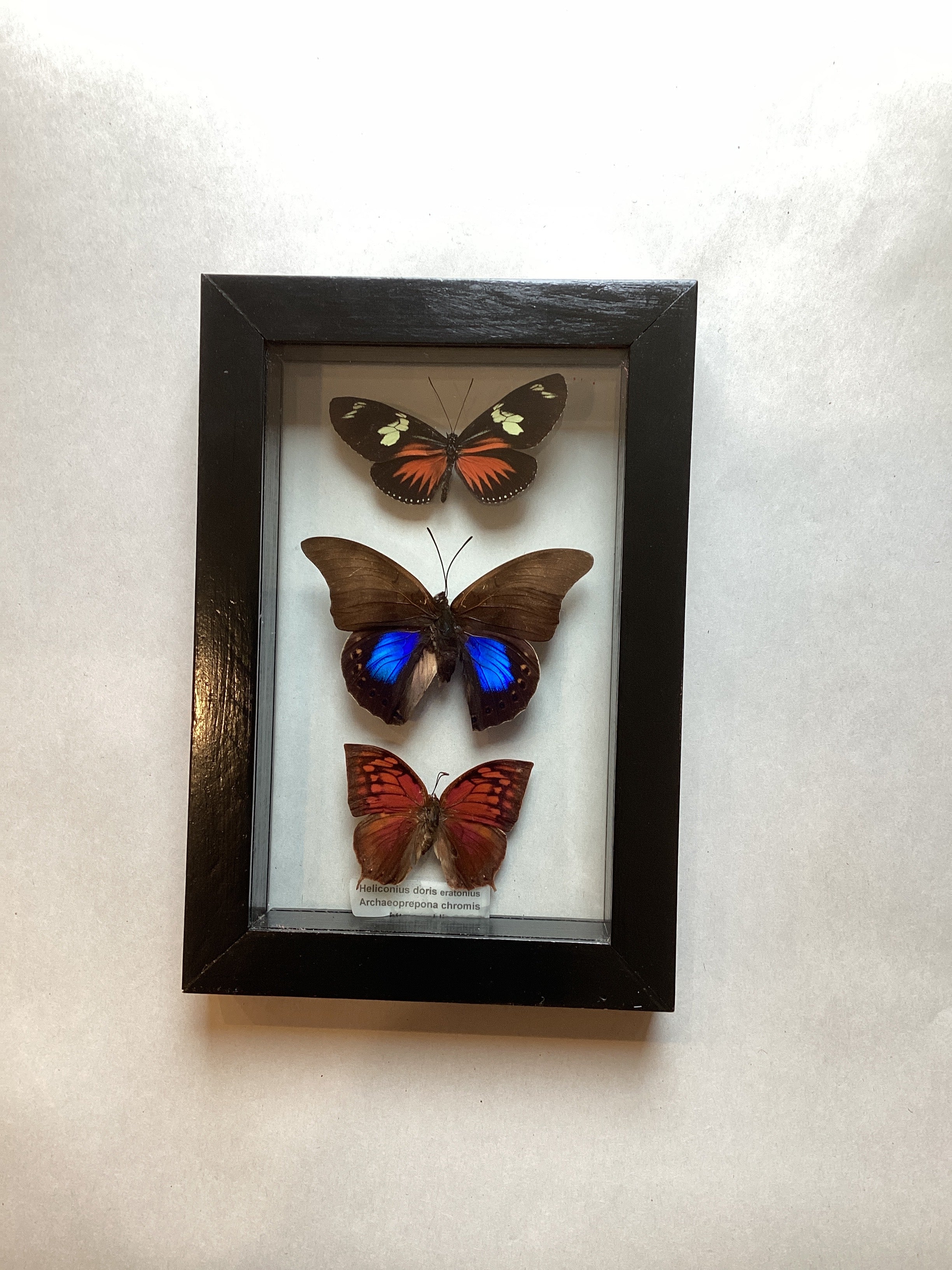 Triple butterfly Collection (s)
