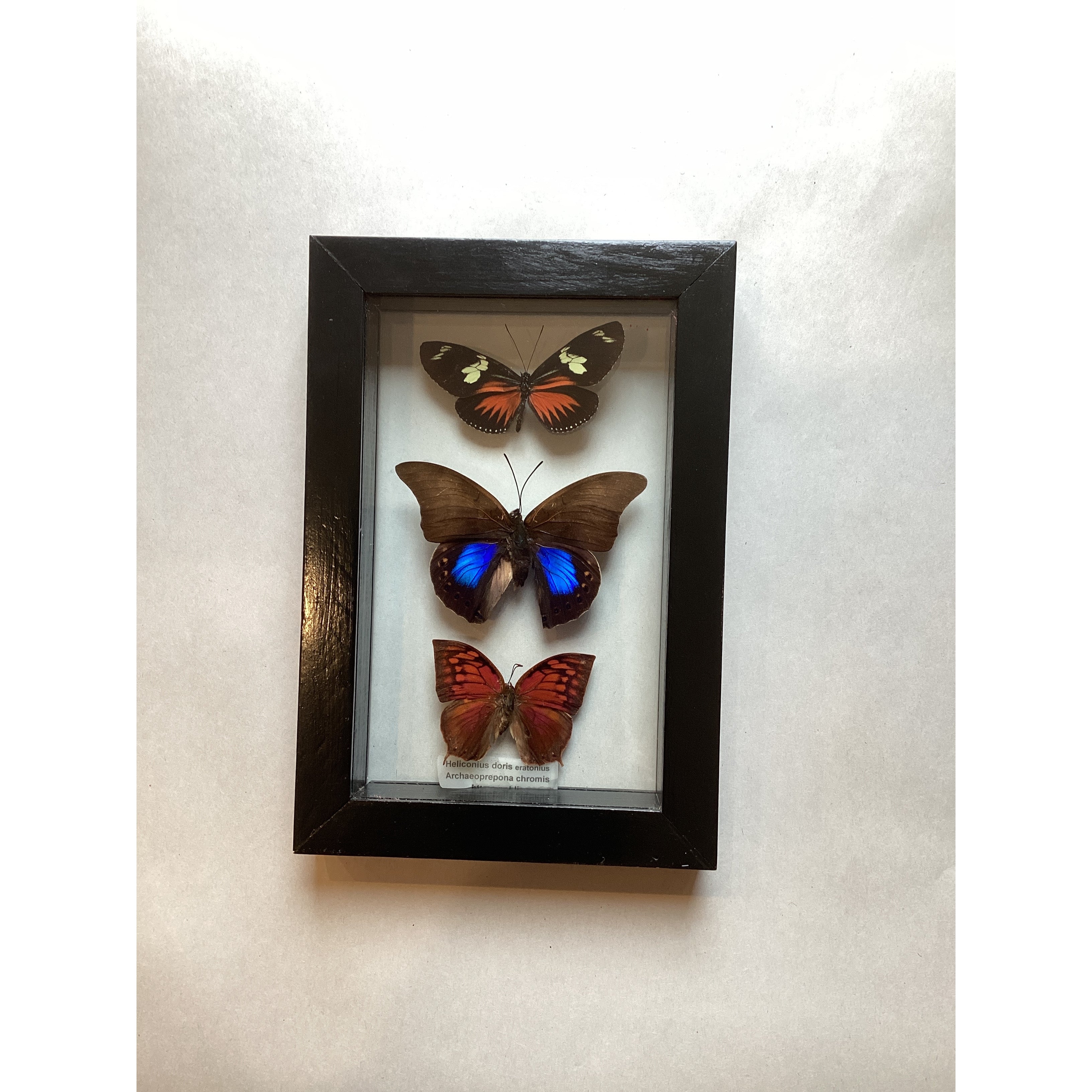 Triple butterfly Collection (s)