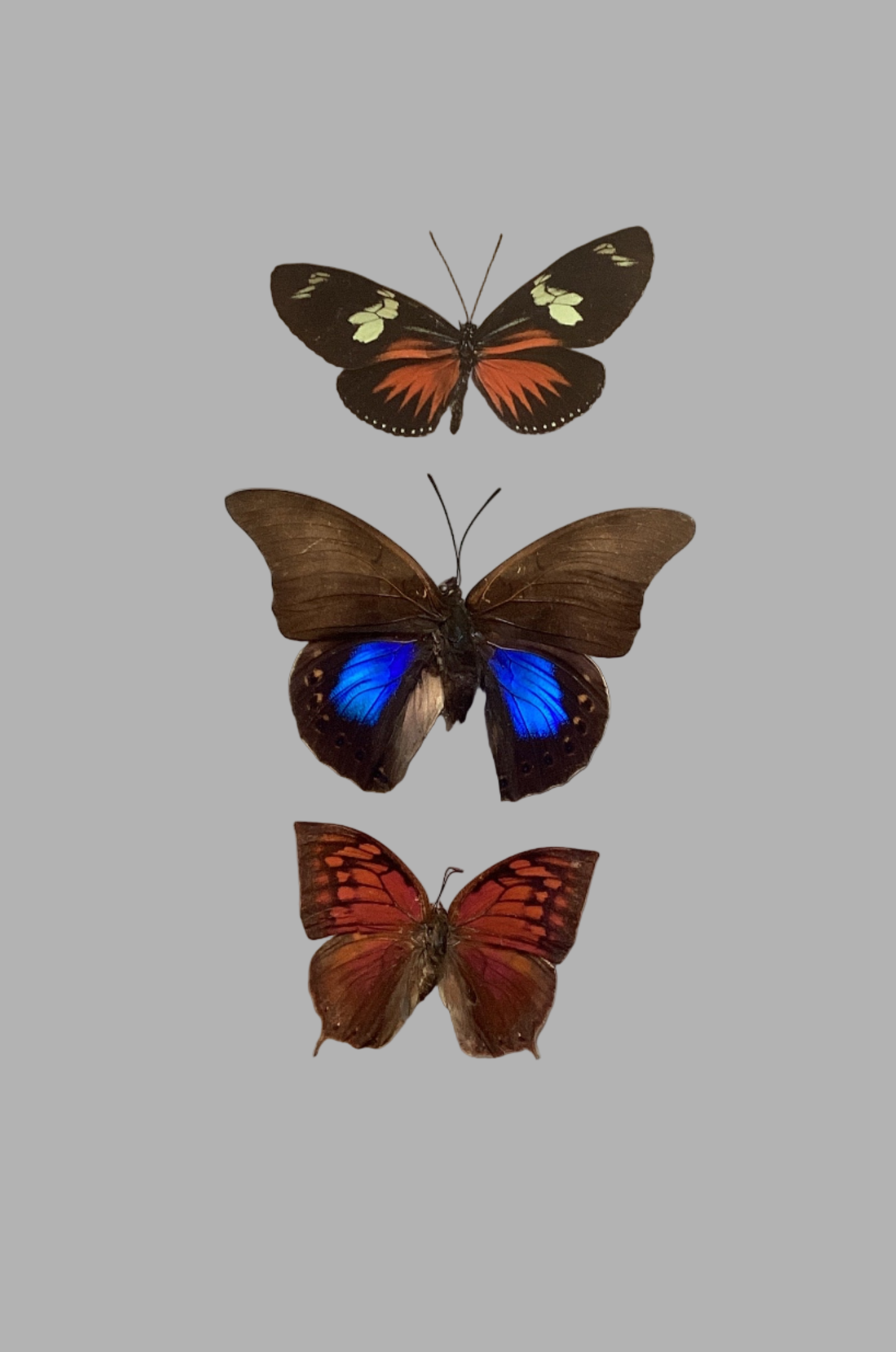 Triple butterfly Collection (s)