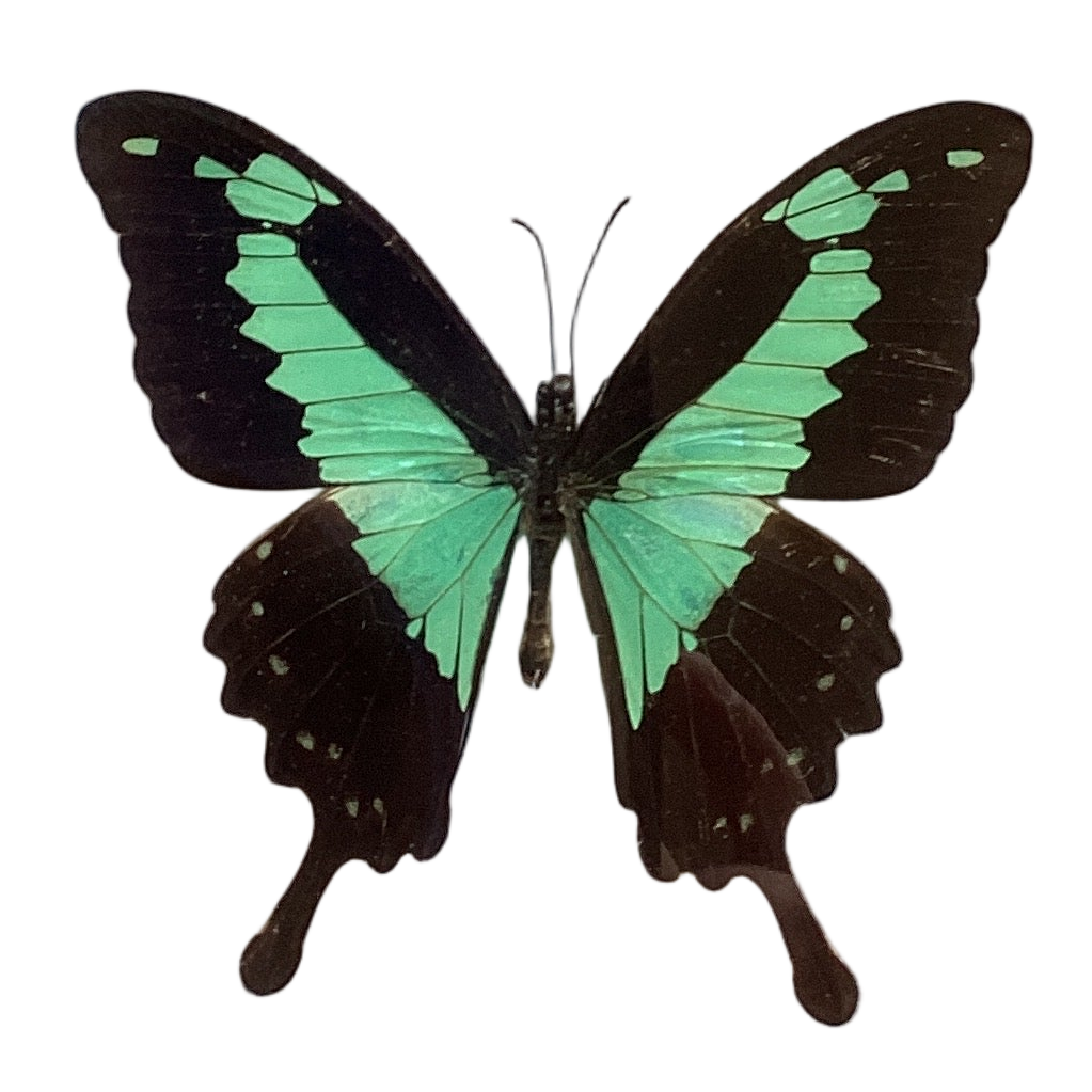 Green Bearded Swallowtail
