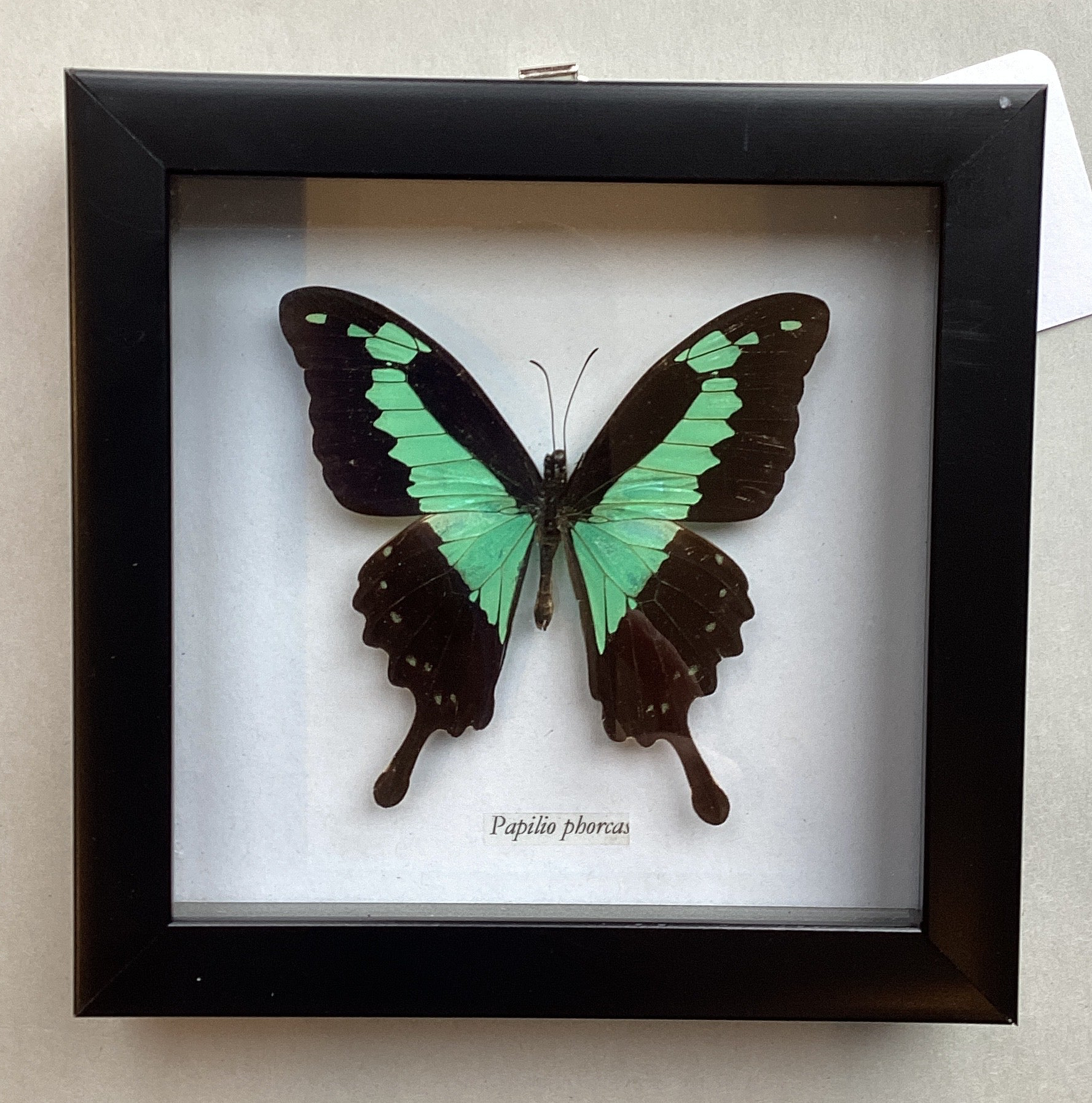 Green Bearded Swallowtail