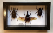 Rhinoceras Beetle Collection