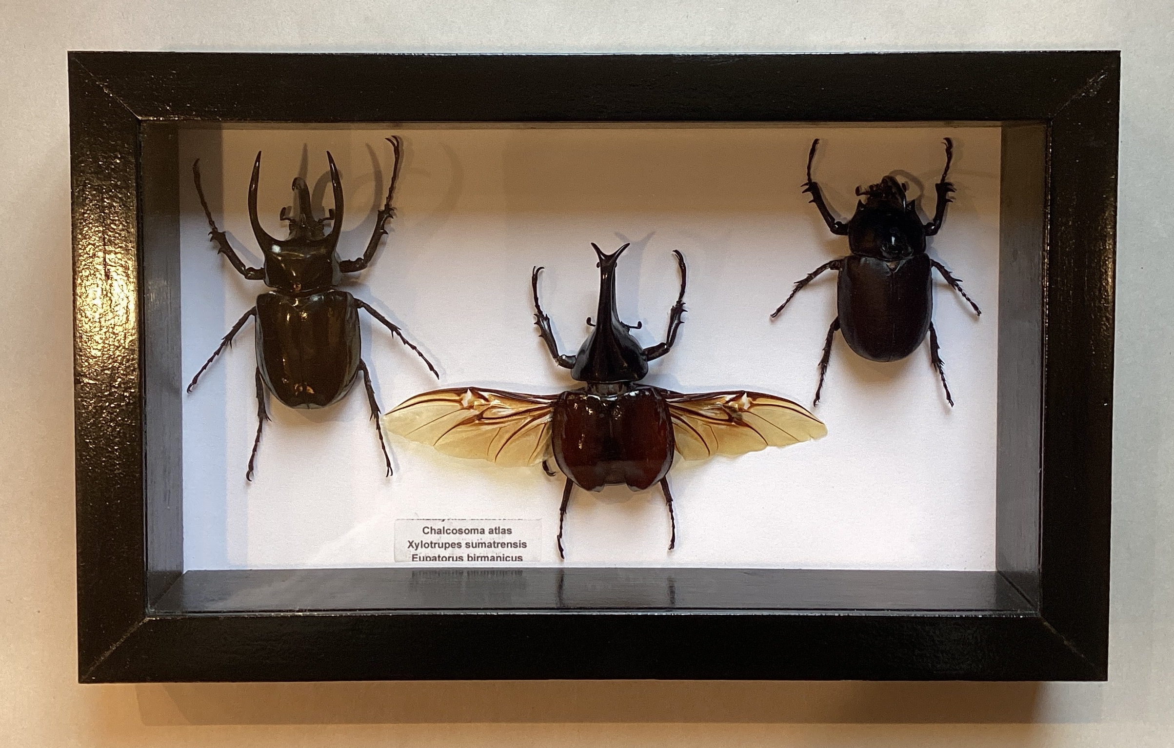 Rhinoceras Beetle Collection