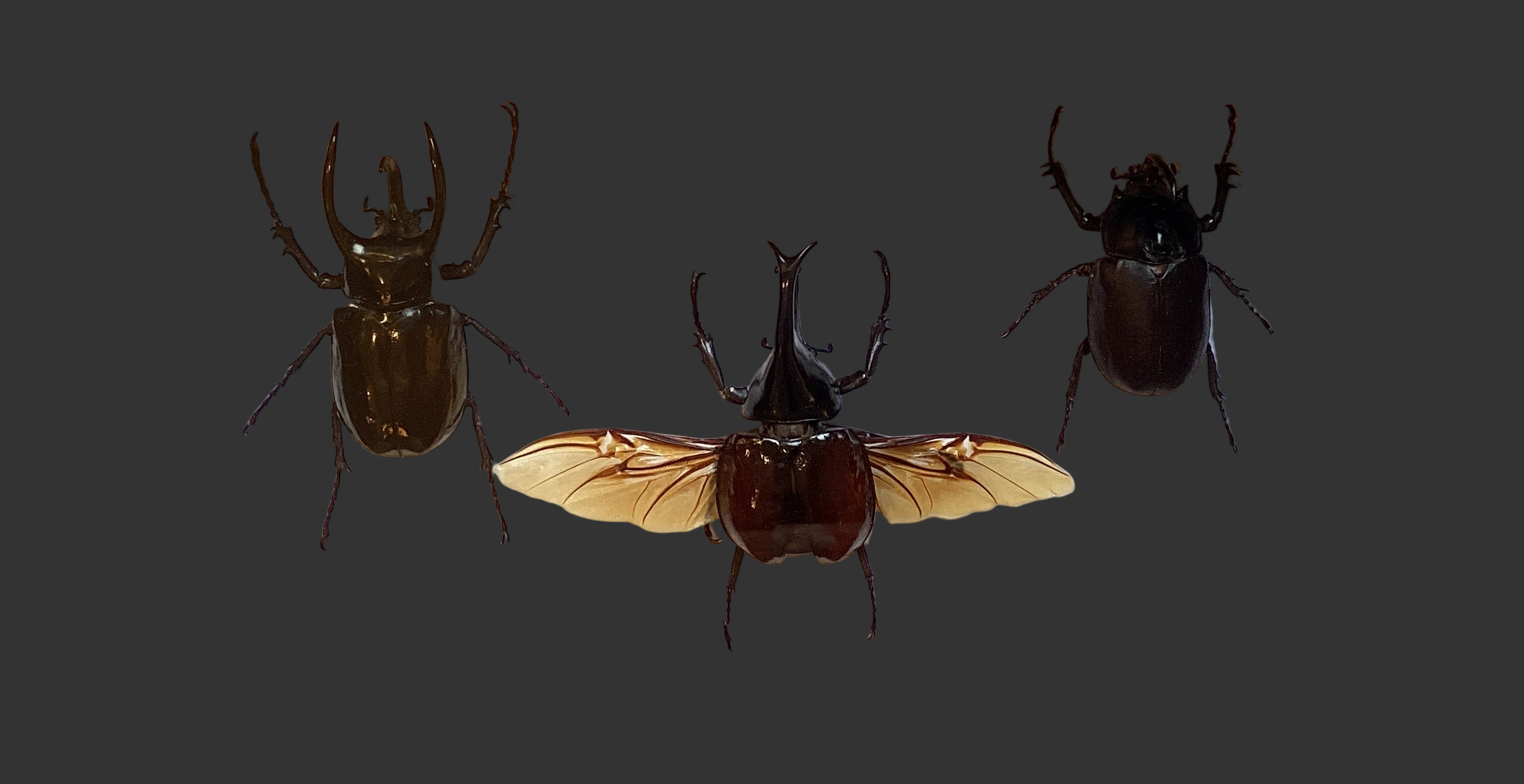 Rhinoceras Beetle Collection