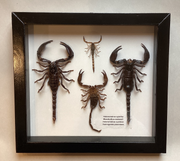 Scorpion Collection