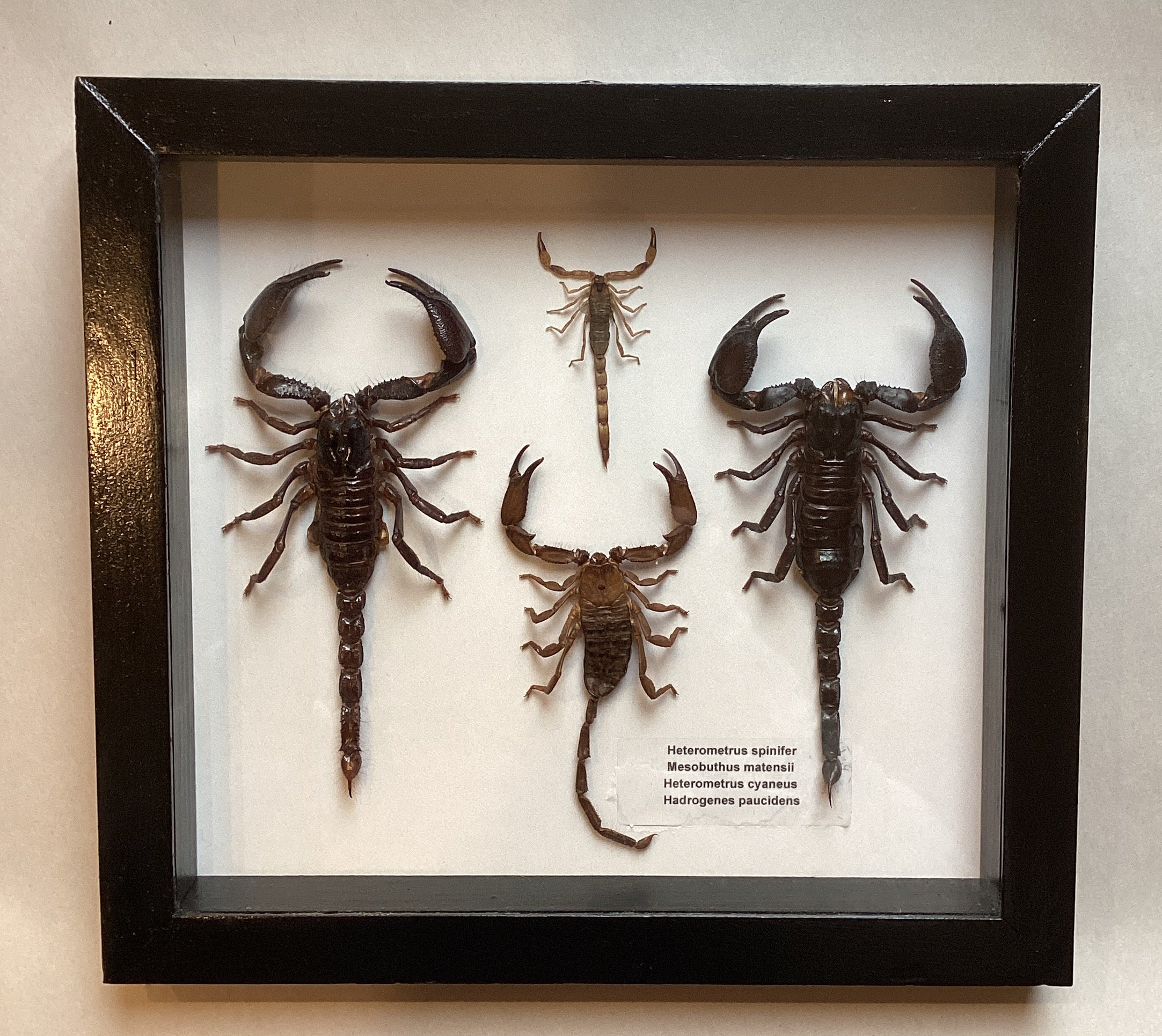 Scorpion Collection