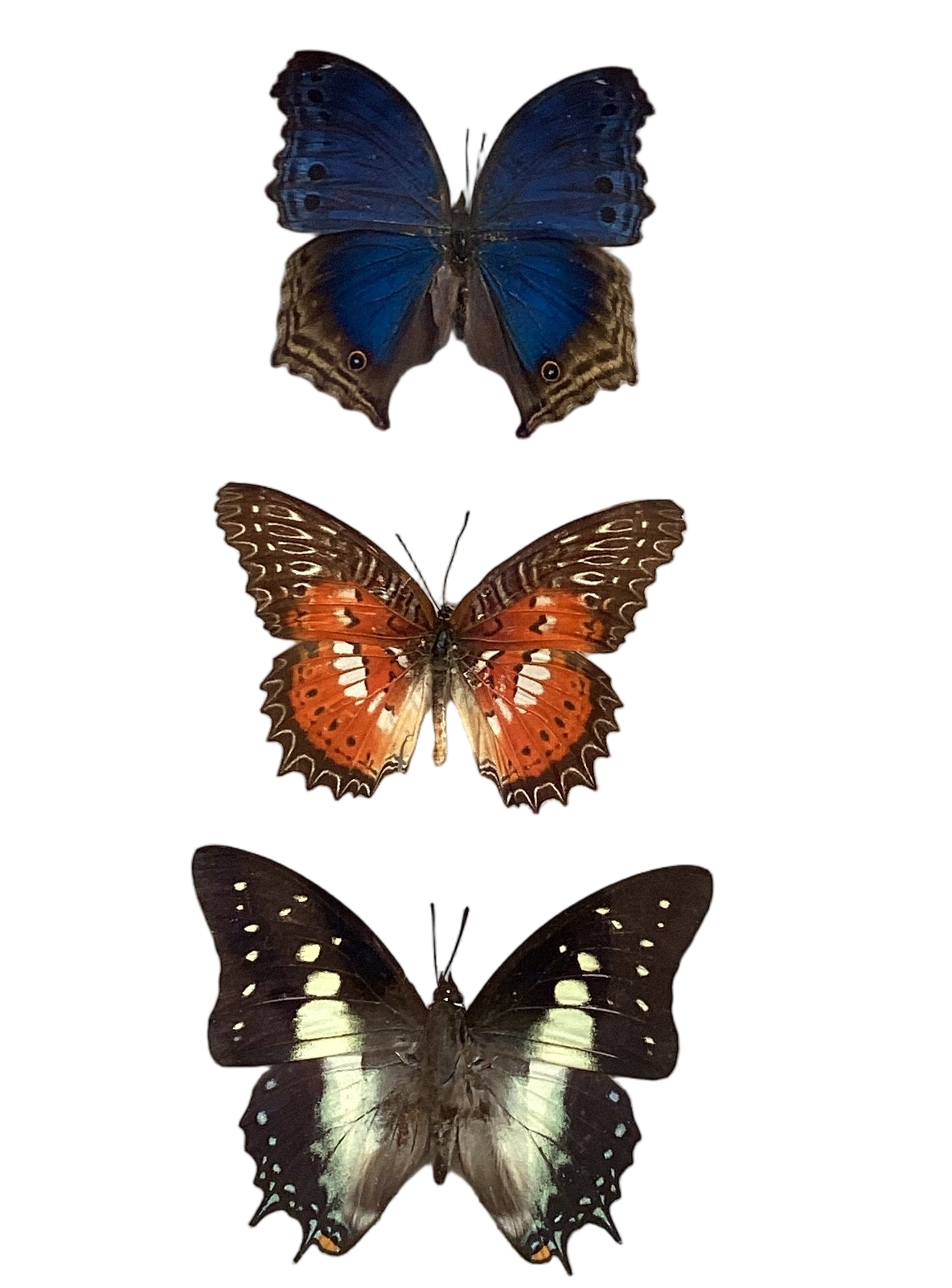 Butterfly Collection M