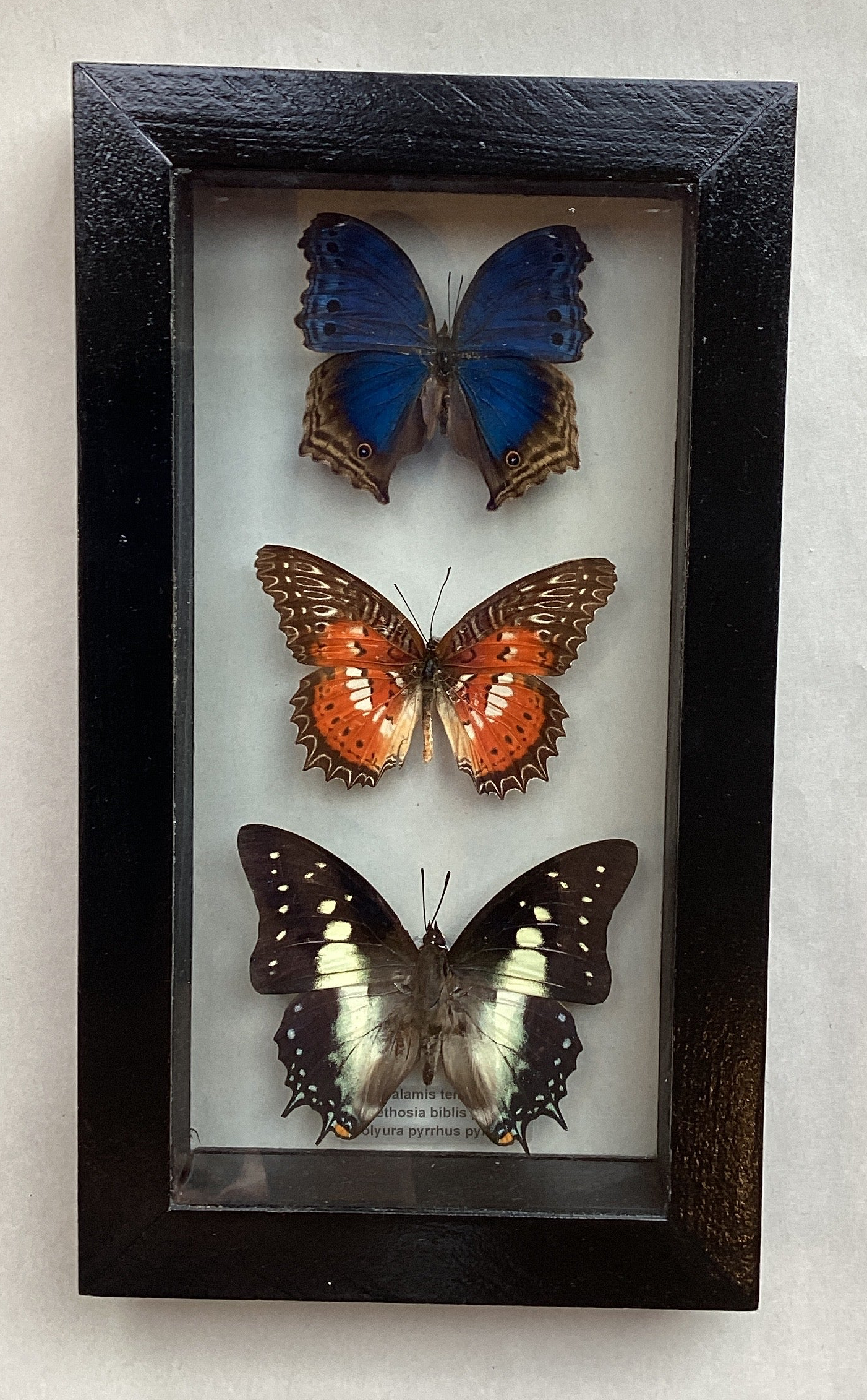 Butterfly Collection M