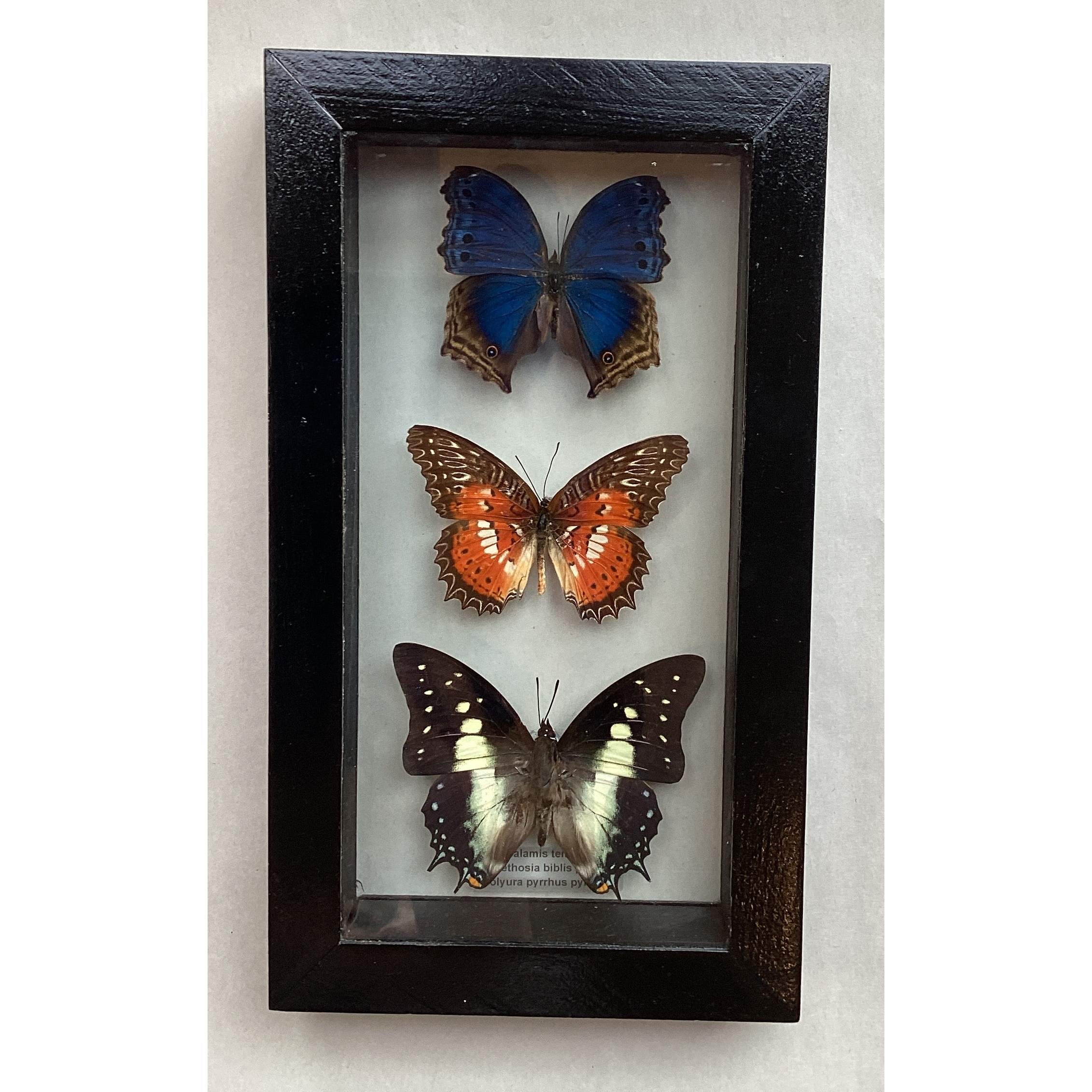 Butterfly Collection M