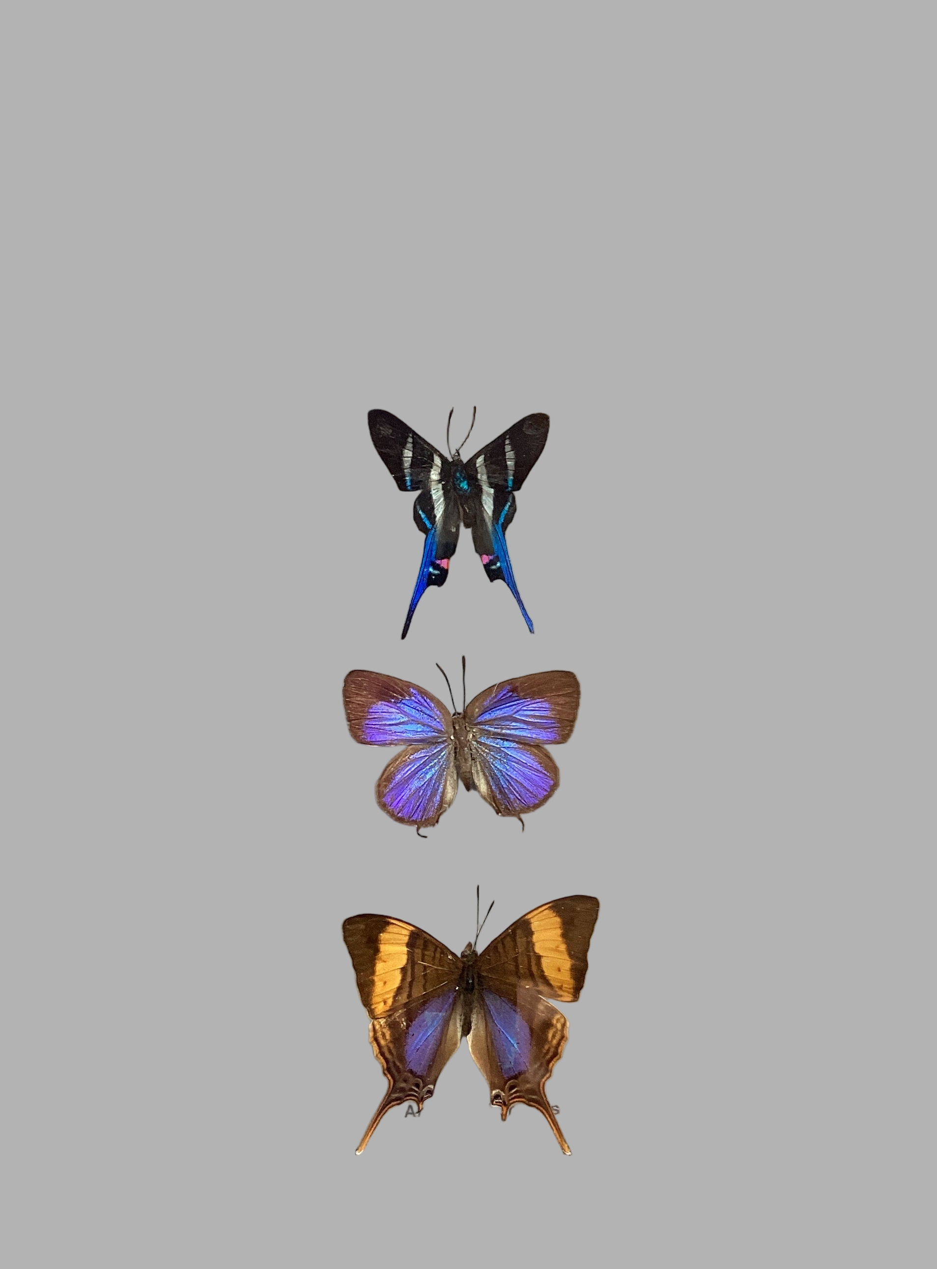 Butterfly Collection - Rhetus