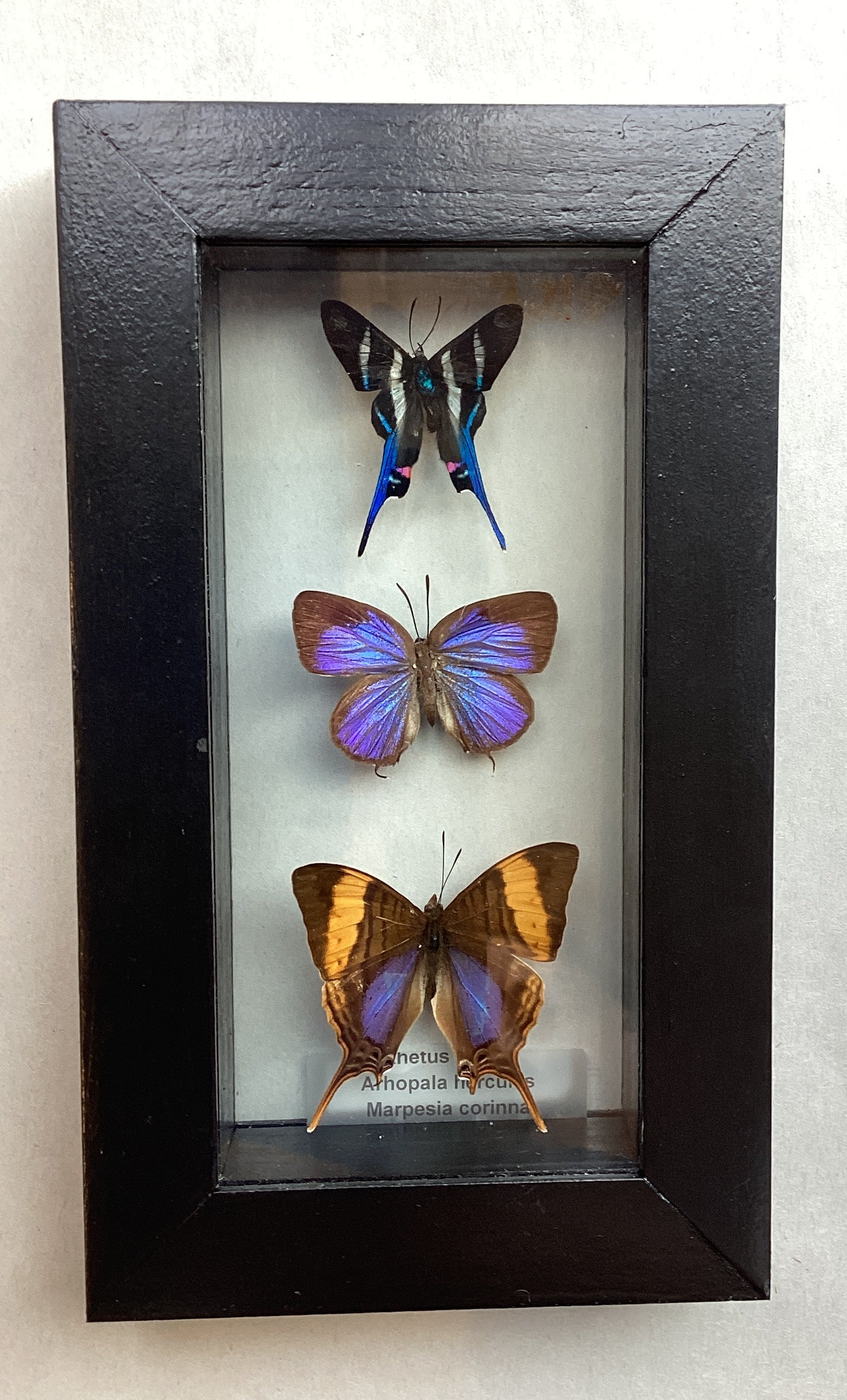 Butterfly Collection - Rhetus