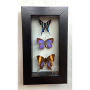 Butterfly Collection - Rhetus