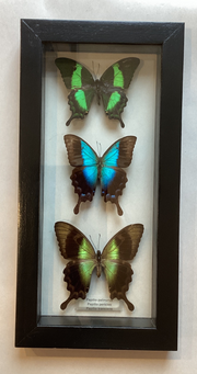 Swallowtail Collection (triple)