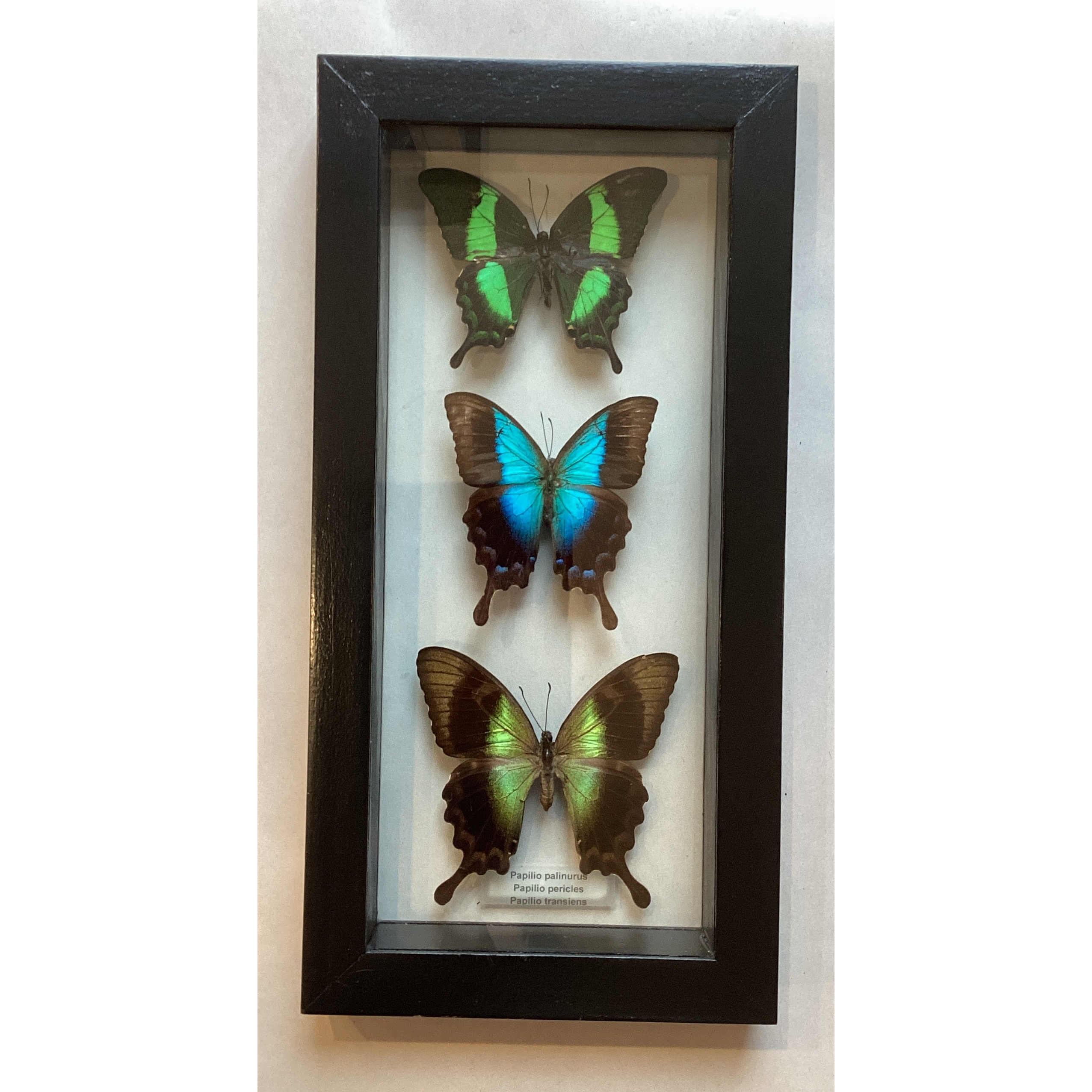 Swallowtail Collection (triple)