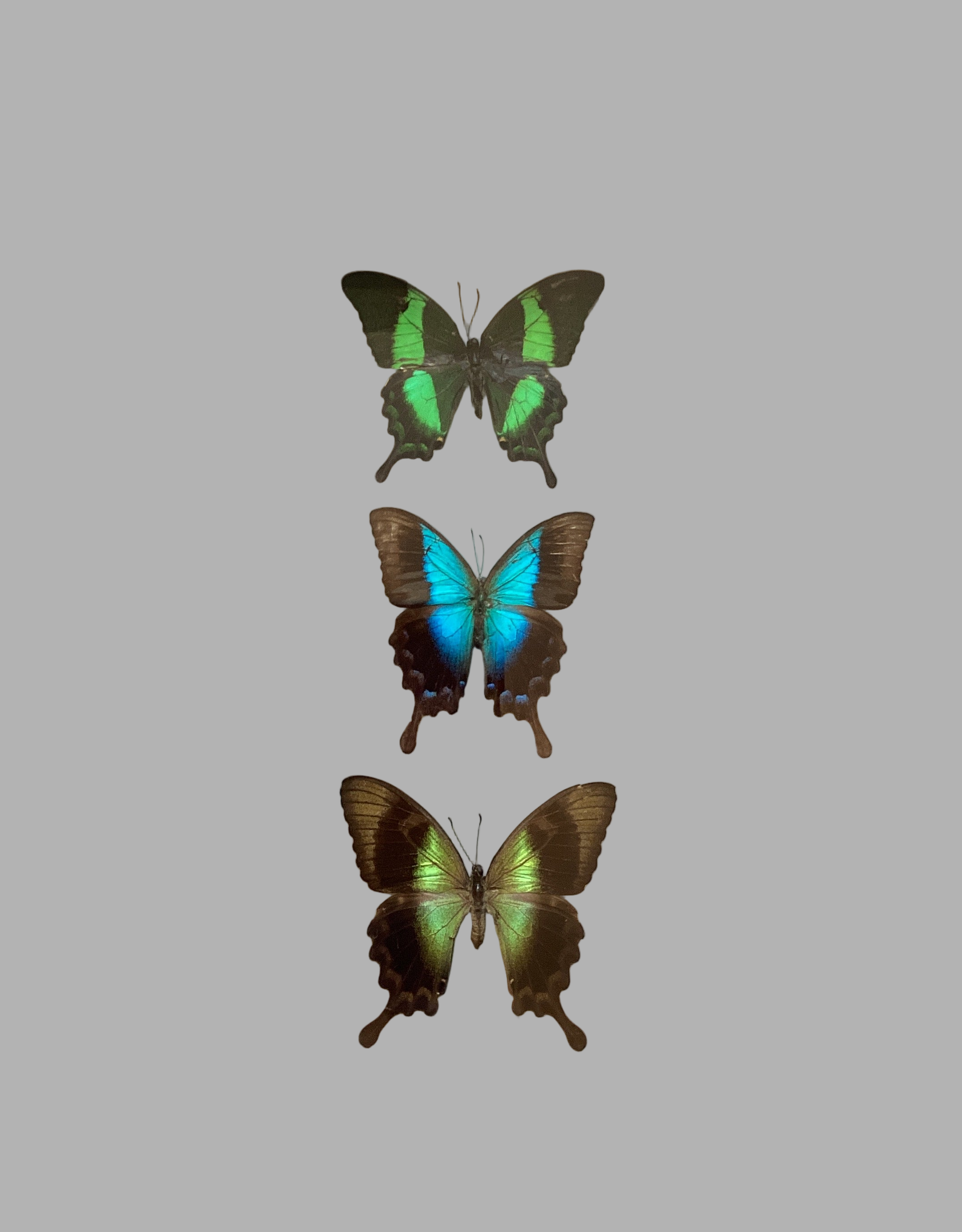 Swallowtail Collection (triple)