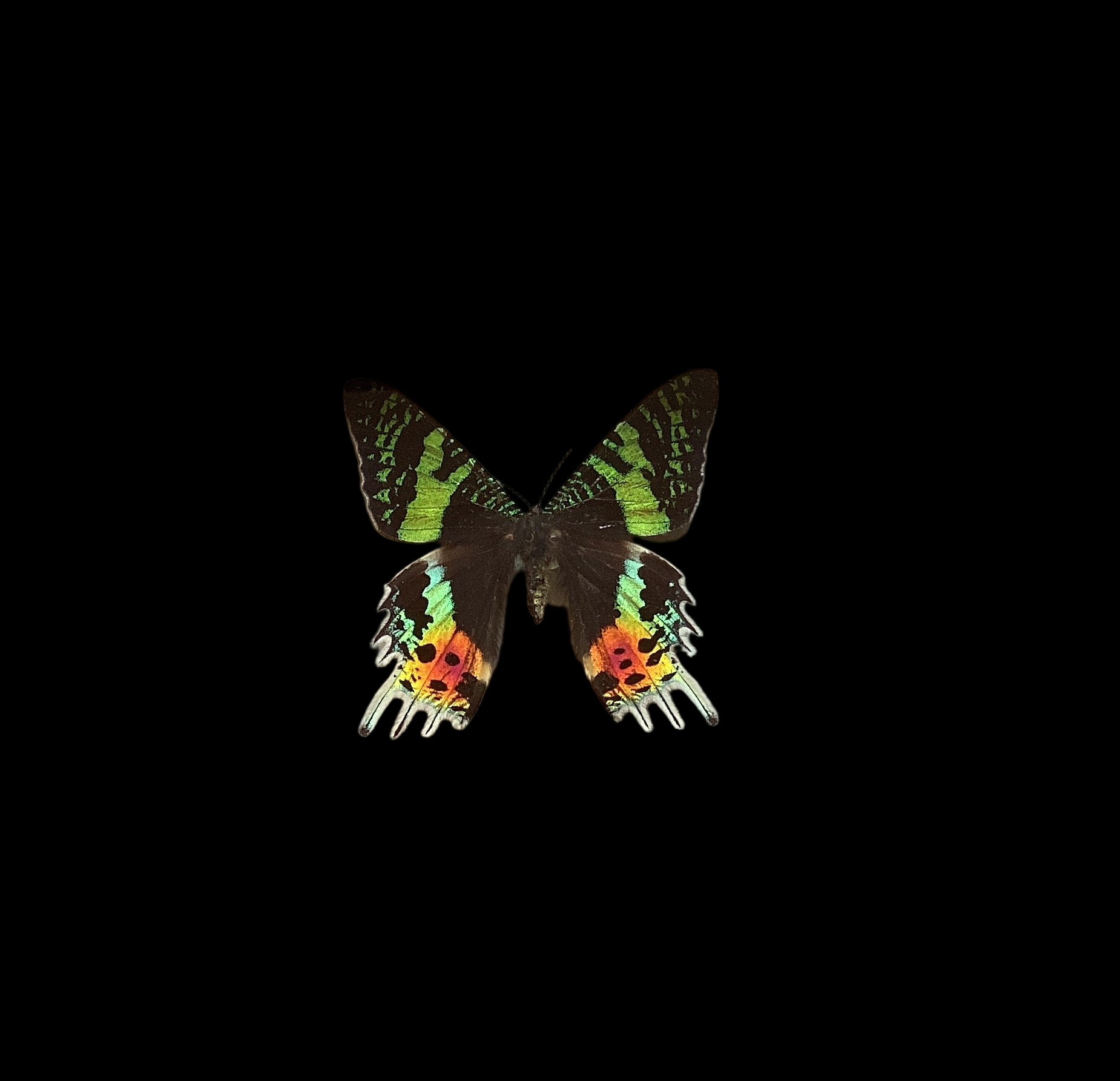 Sunset Moth