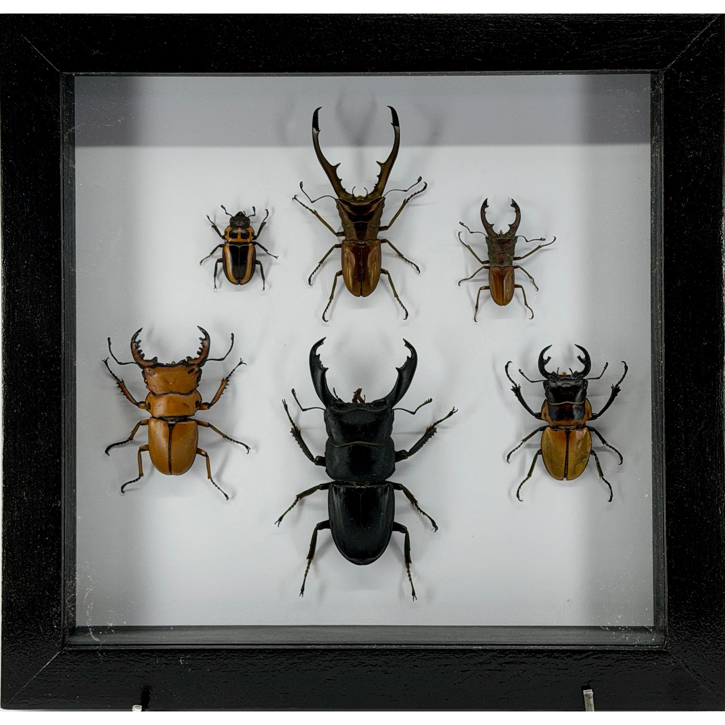 6 Piece Stag Beetle Collection