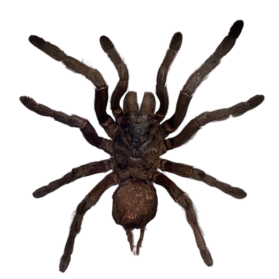 Black Tarantula