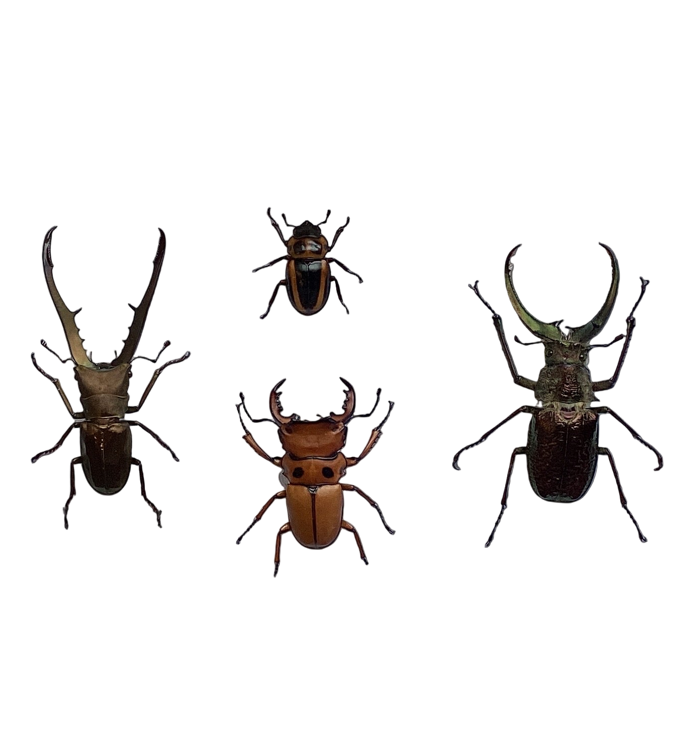 4 Pc Stag Beetle Collection