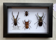 4 Pc Stag Beetle Collection