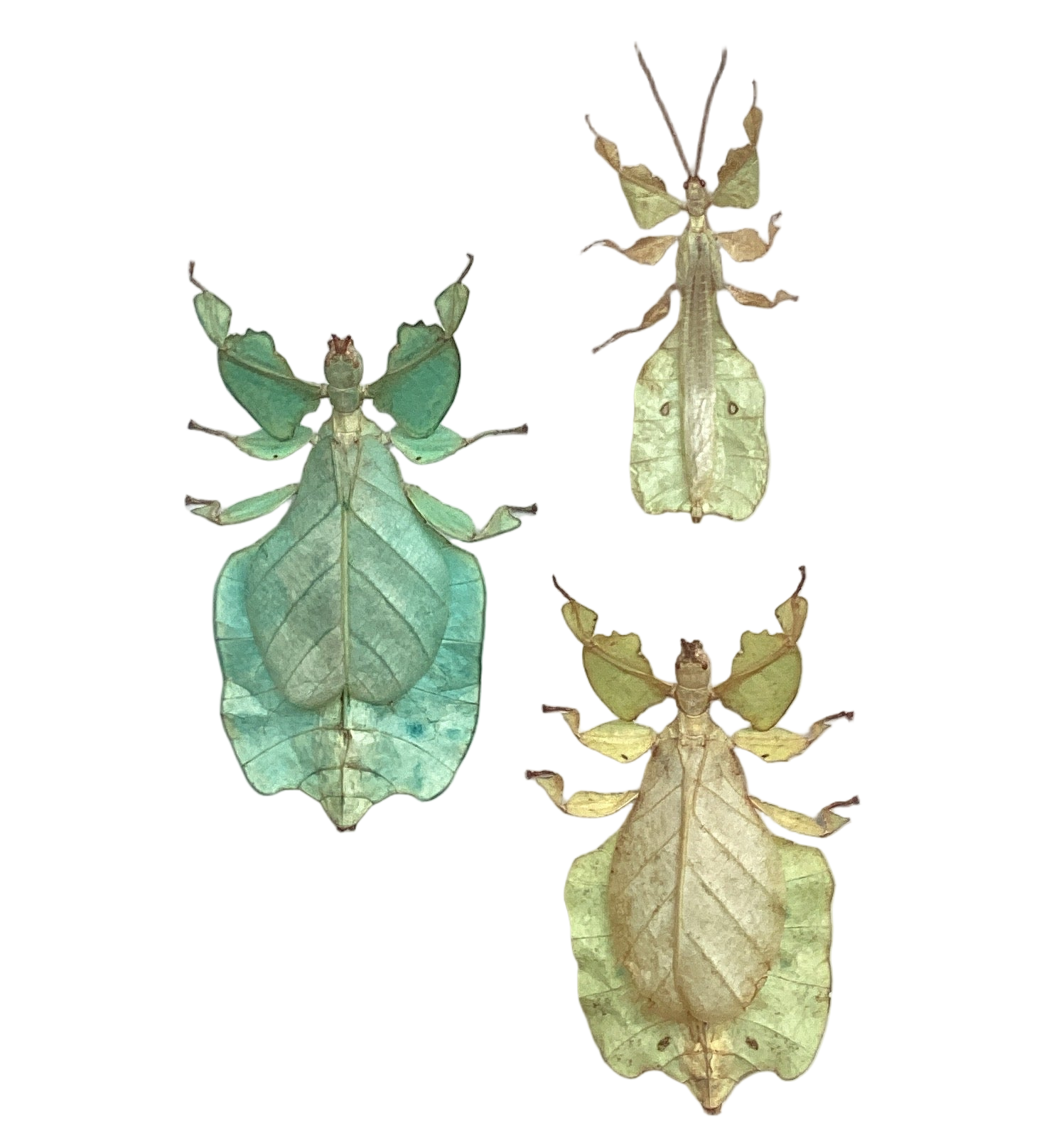 Leaf Insect Triple