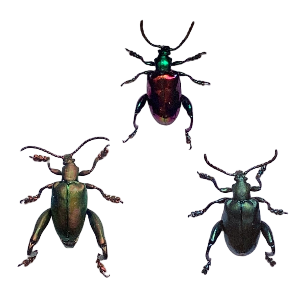 Frog Legged Beetle Collection