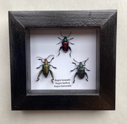 Frog Legged Beetle Collection