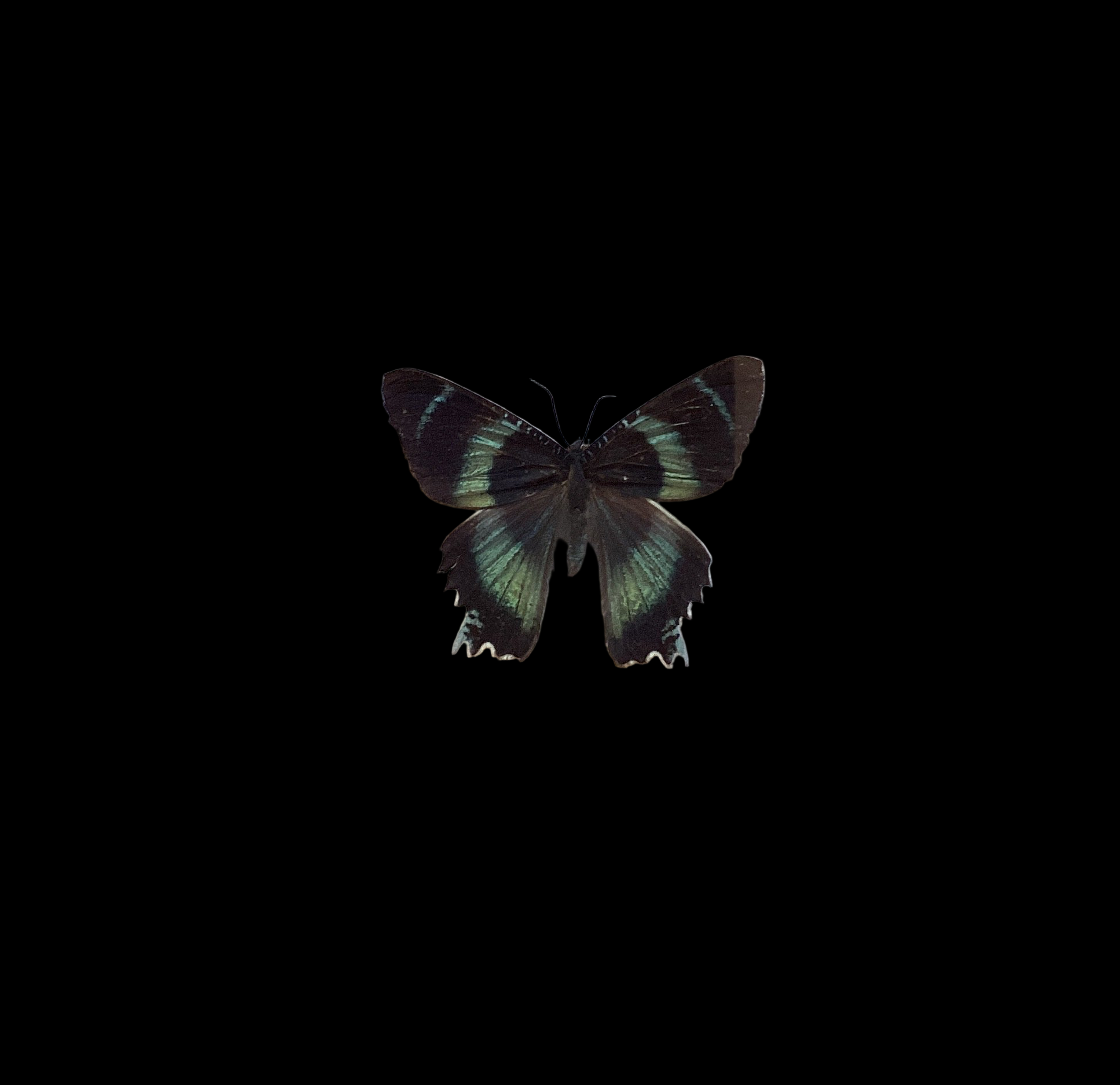 Swallowtailed Moth