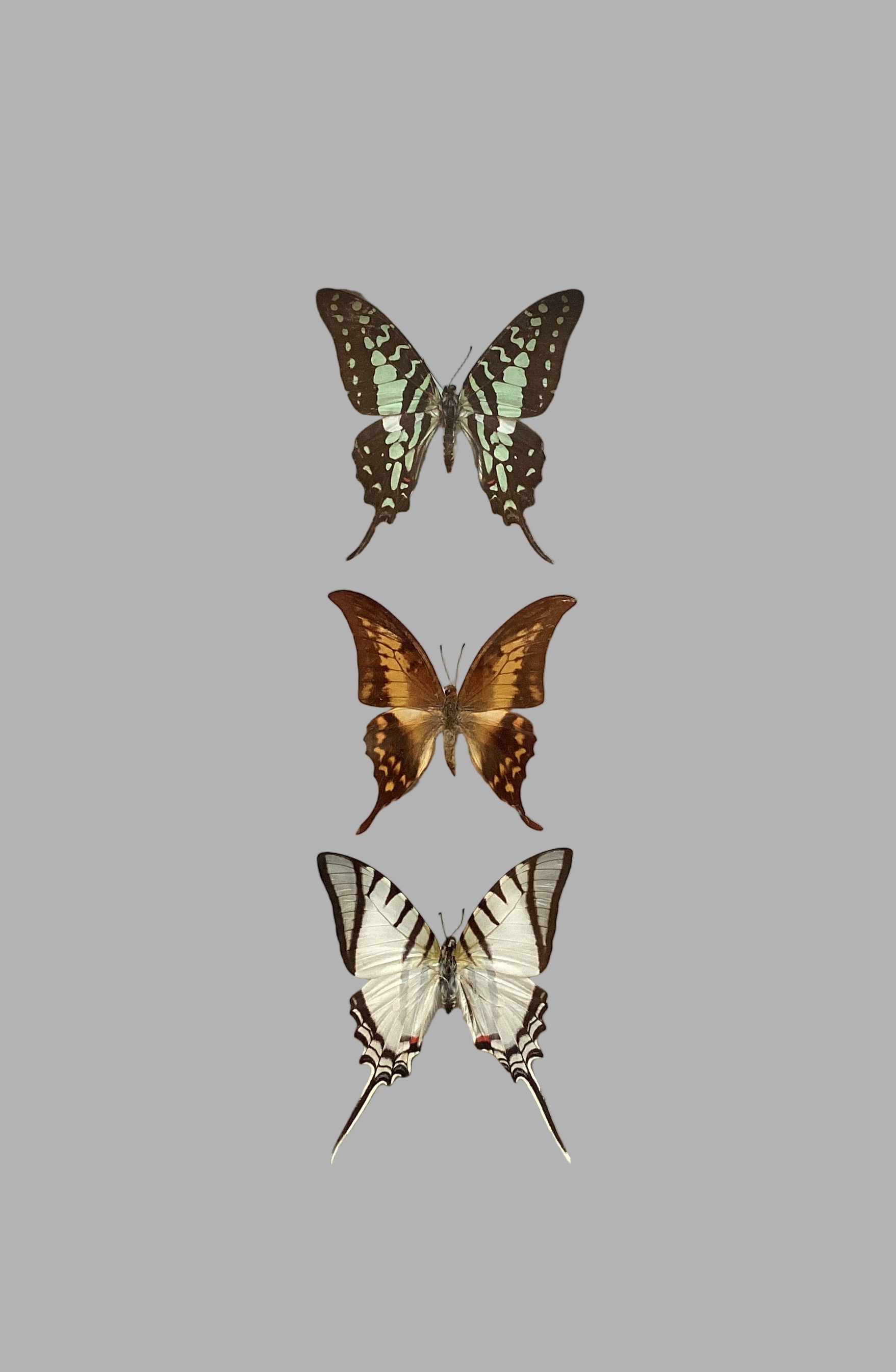 SwallowTail collection
