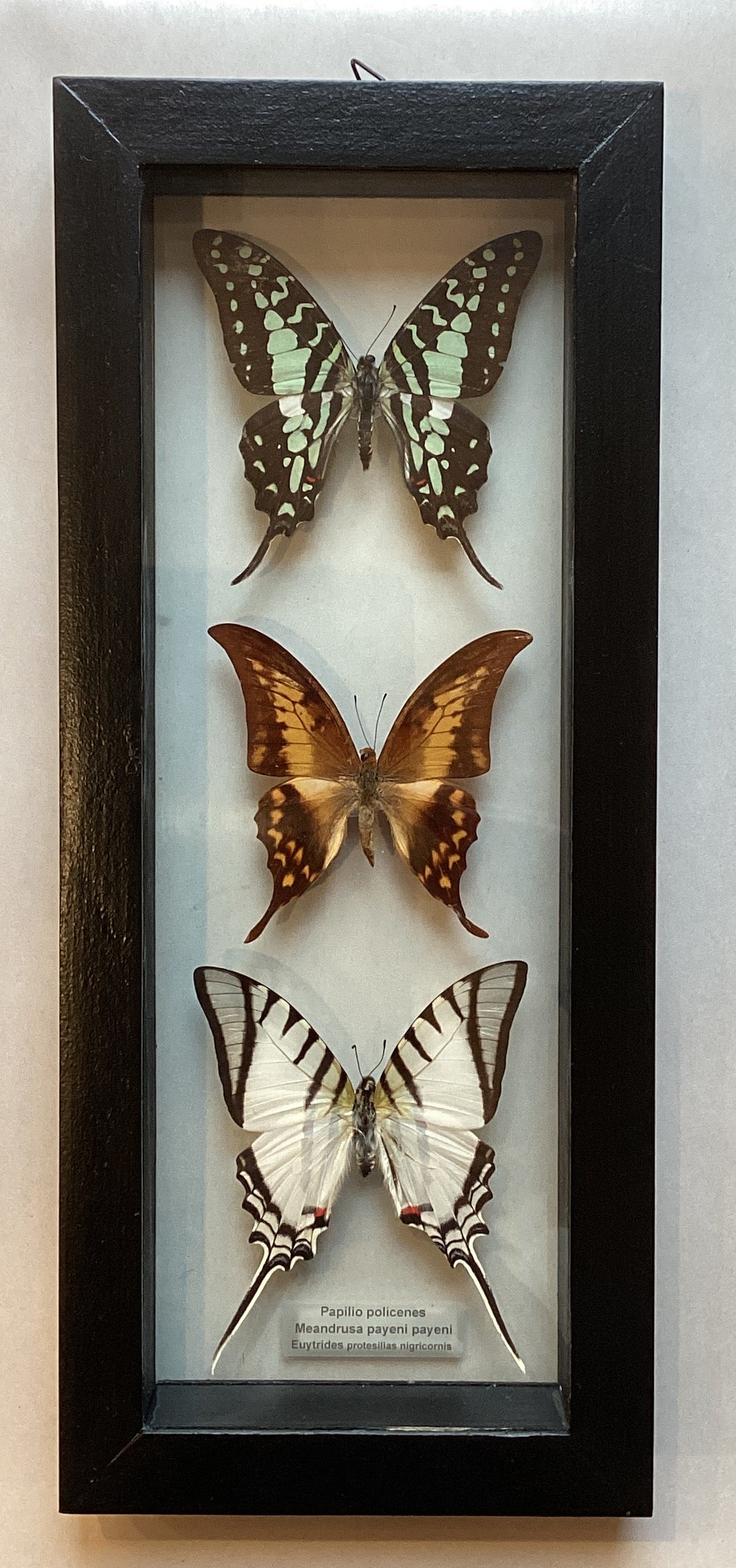 SwallowTail collection