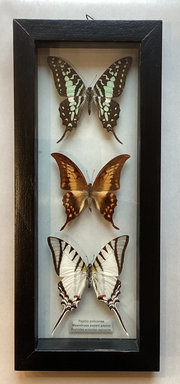 SwallowTail collection