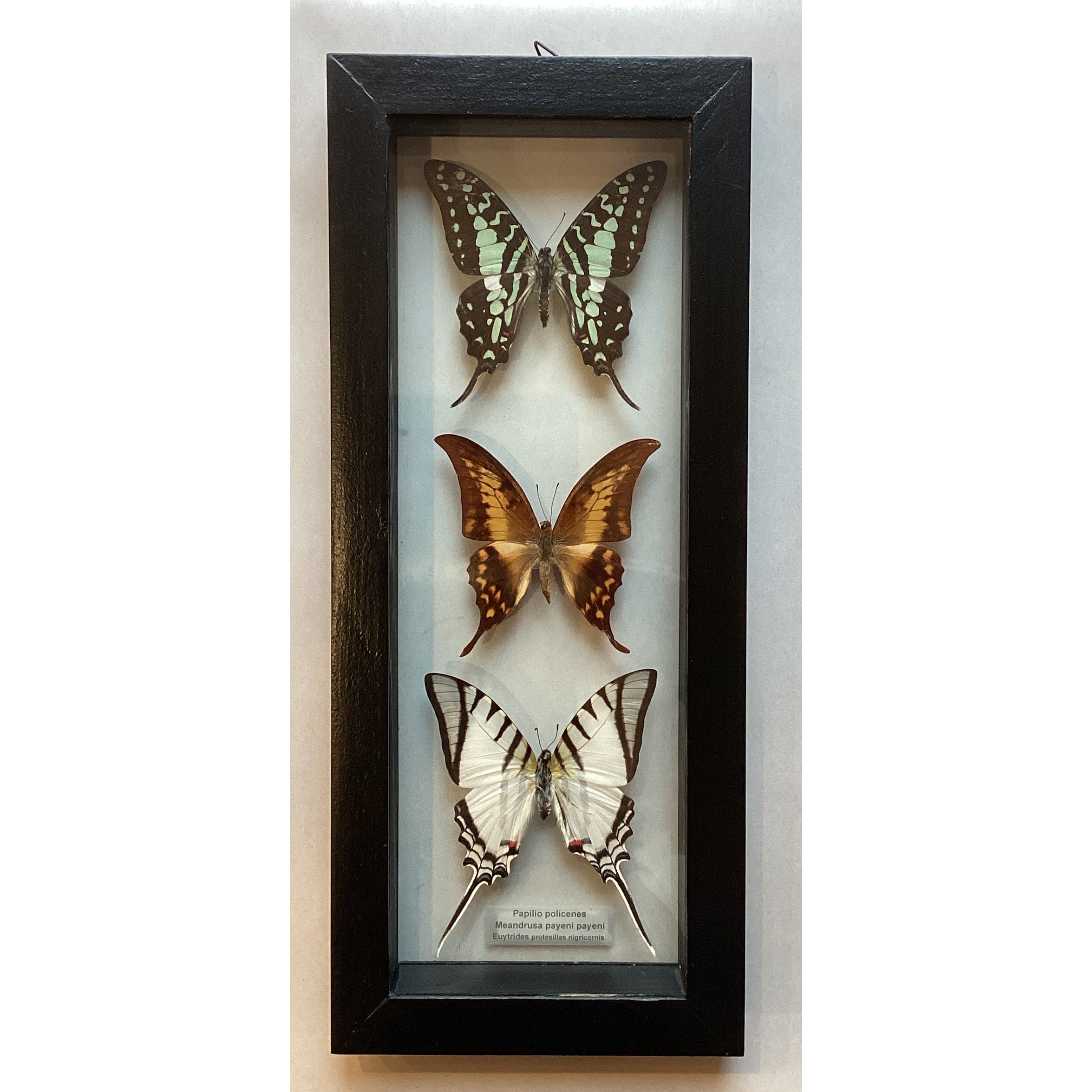SwallowTail collection