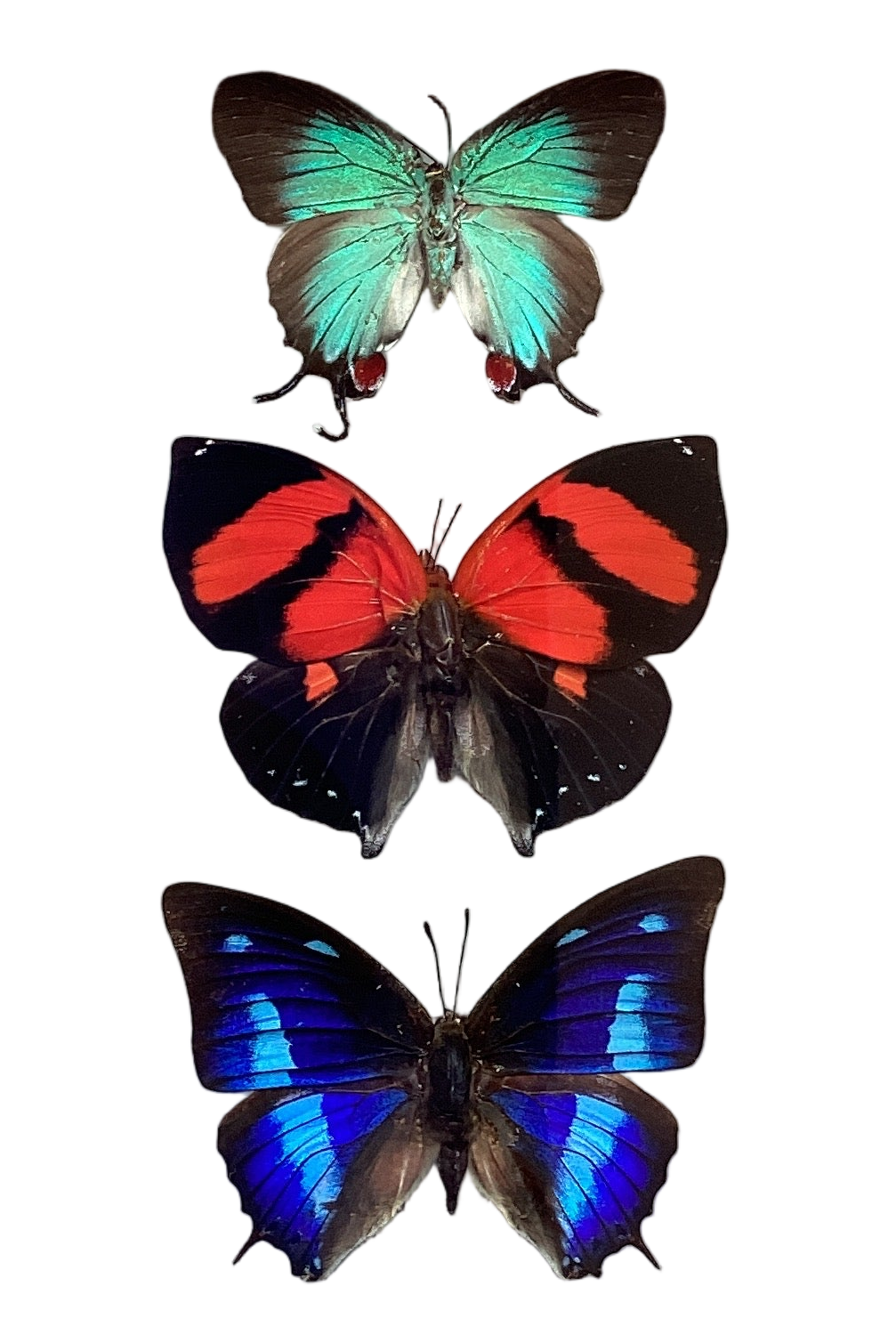 Butterfly collection Small