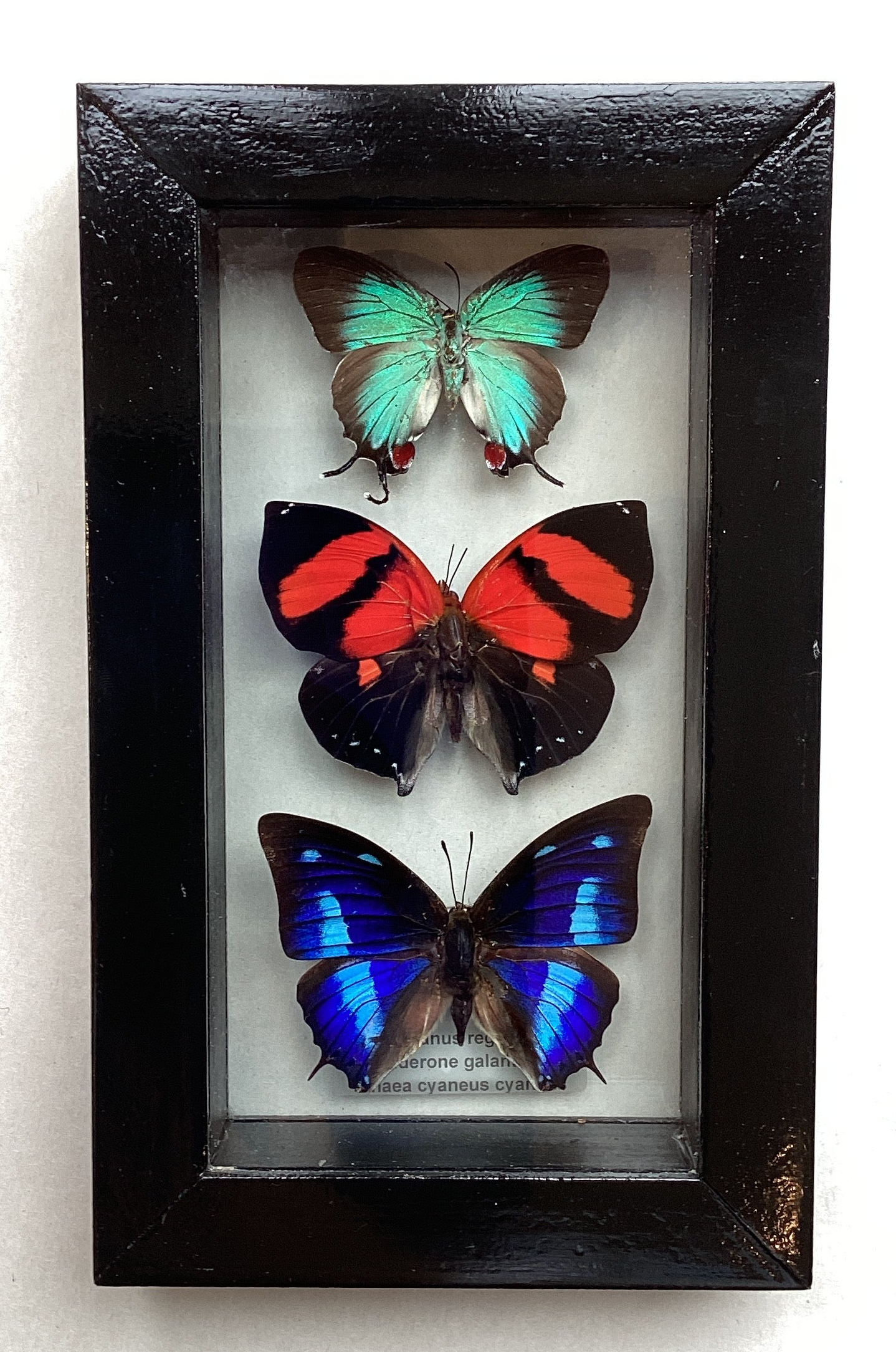 Butterfly collection Small