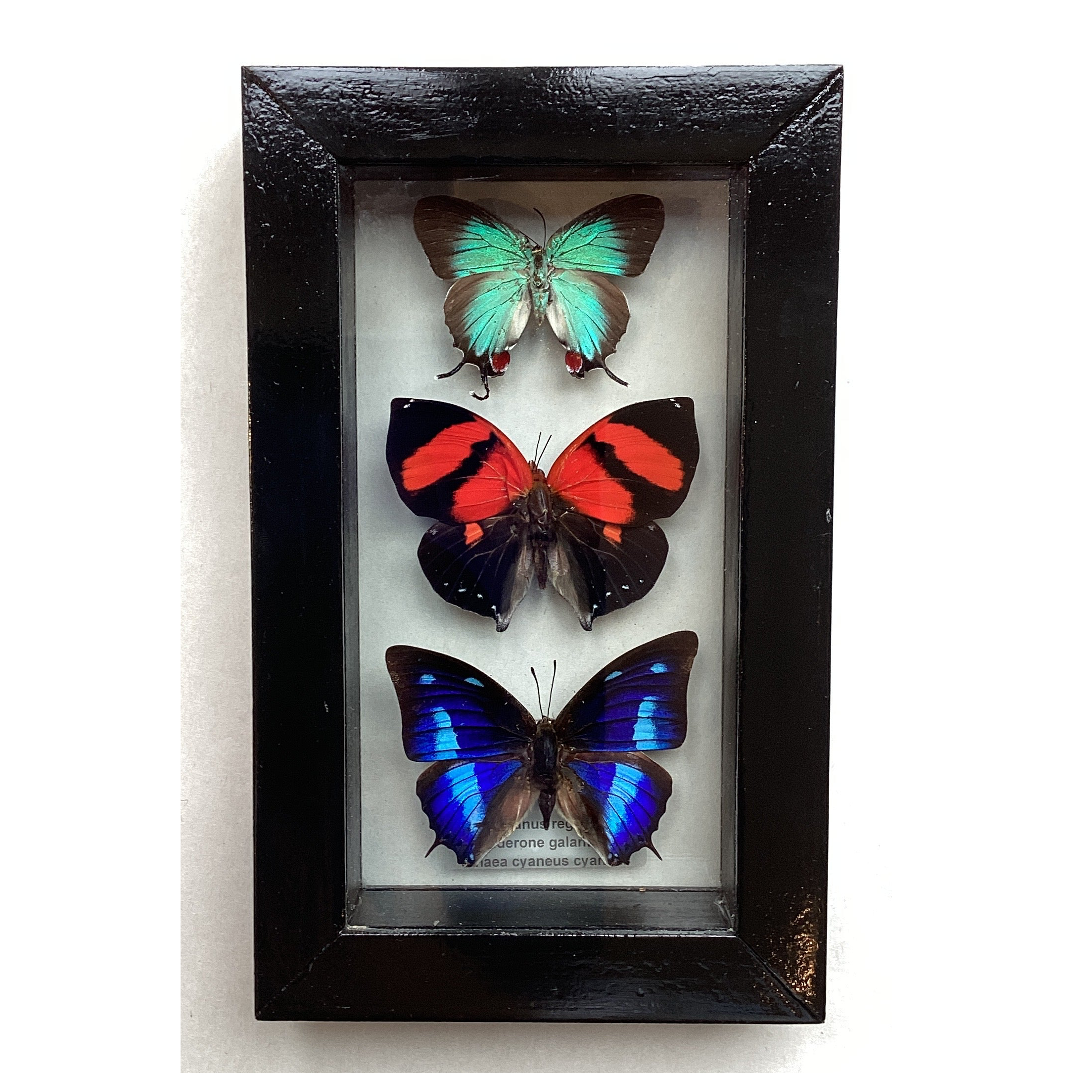Butterfly collection S