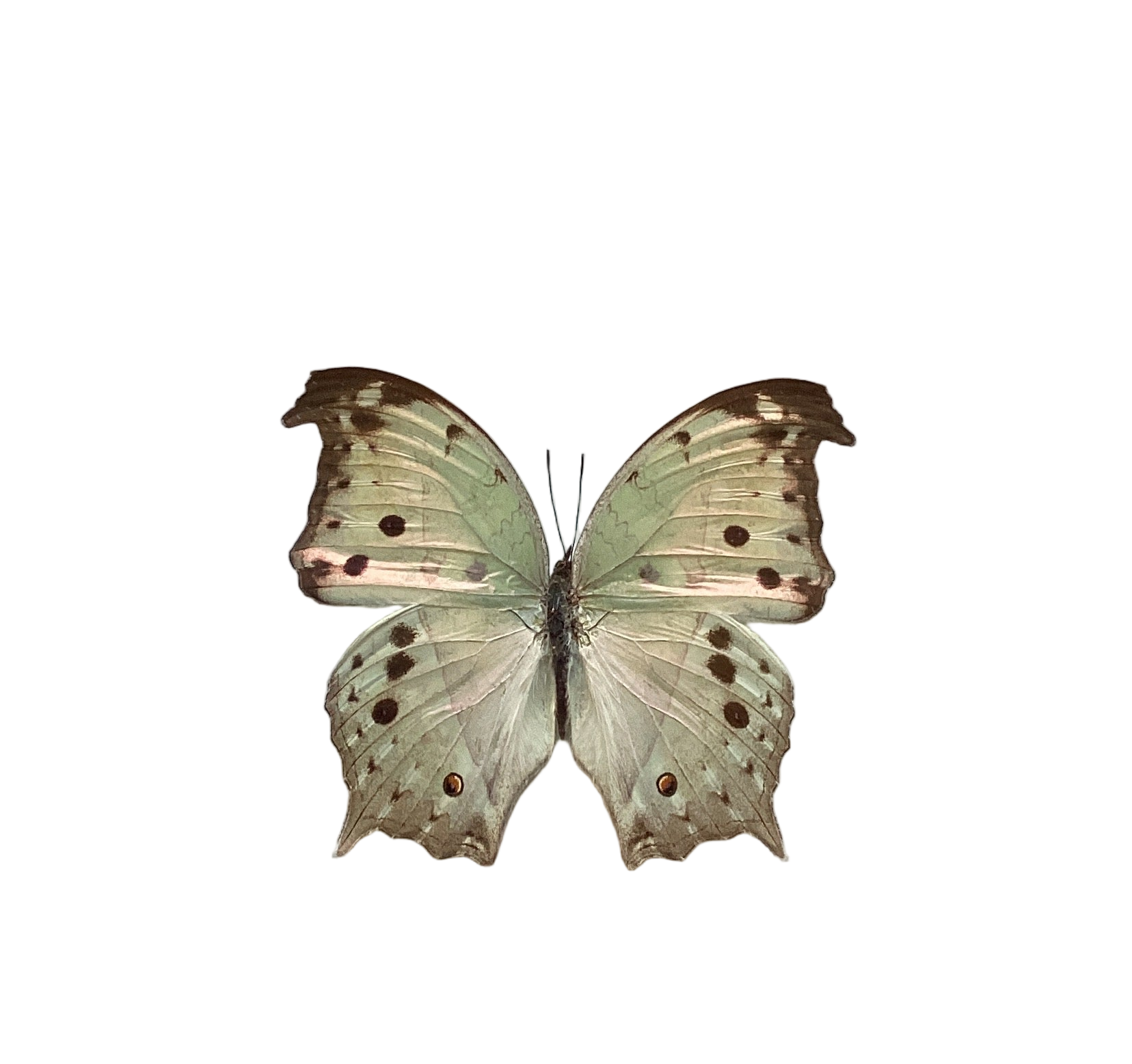 Mother of Pearl Butterfly