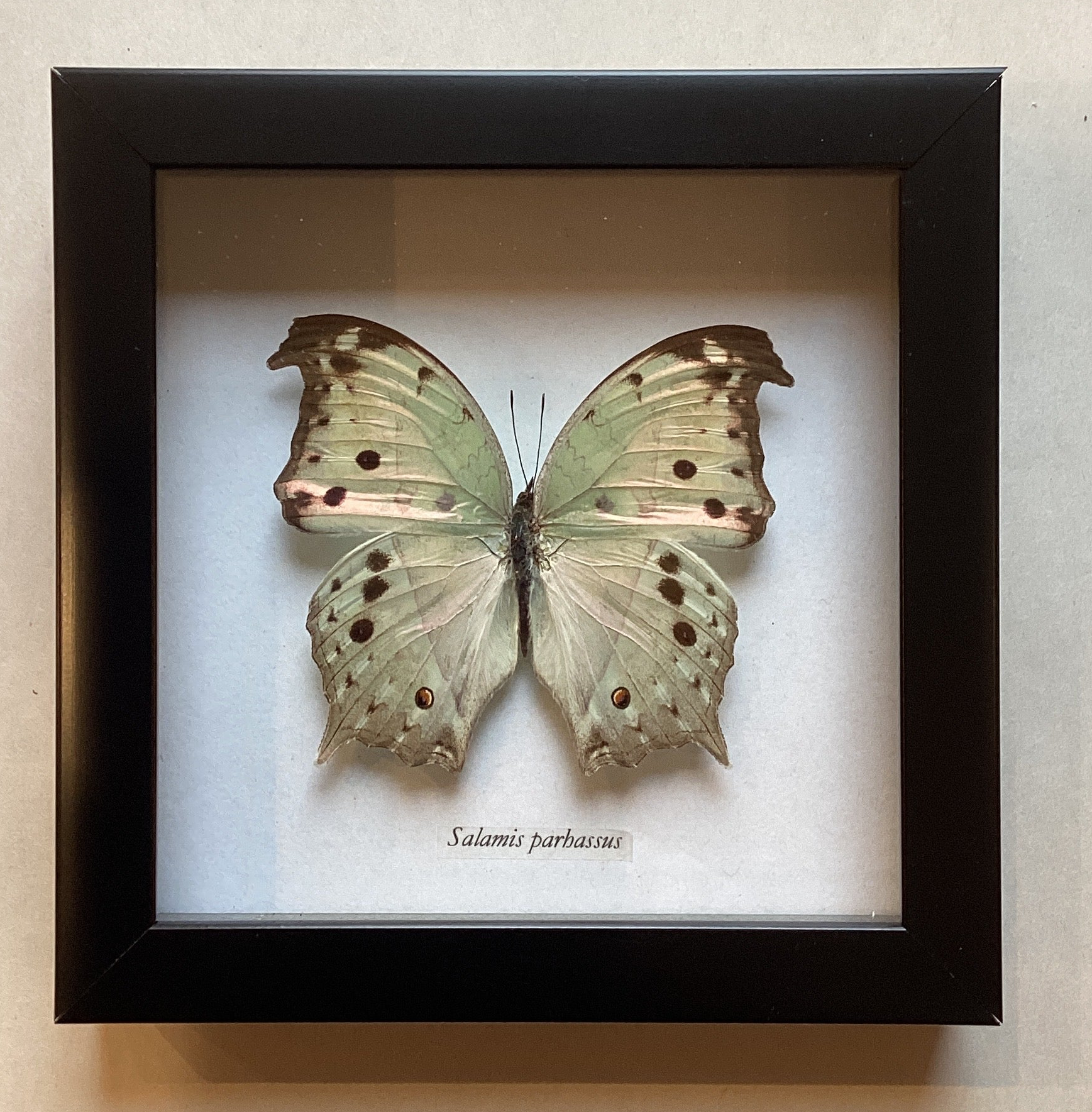 Mother of Pearl Butterfly